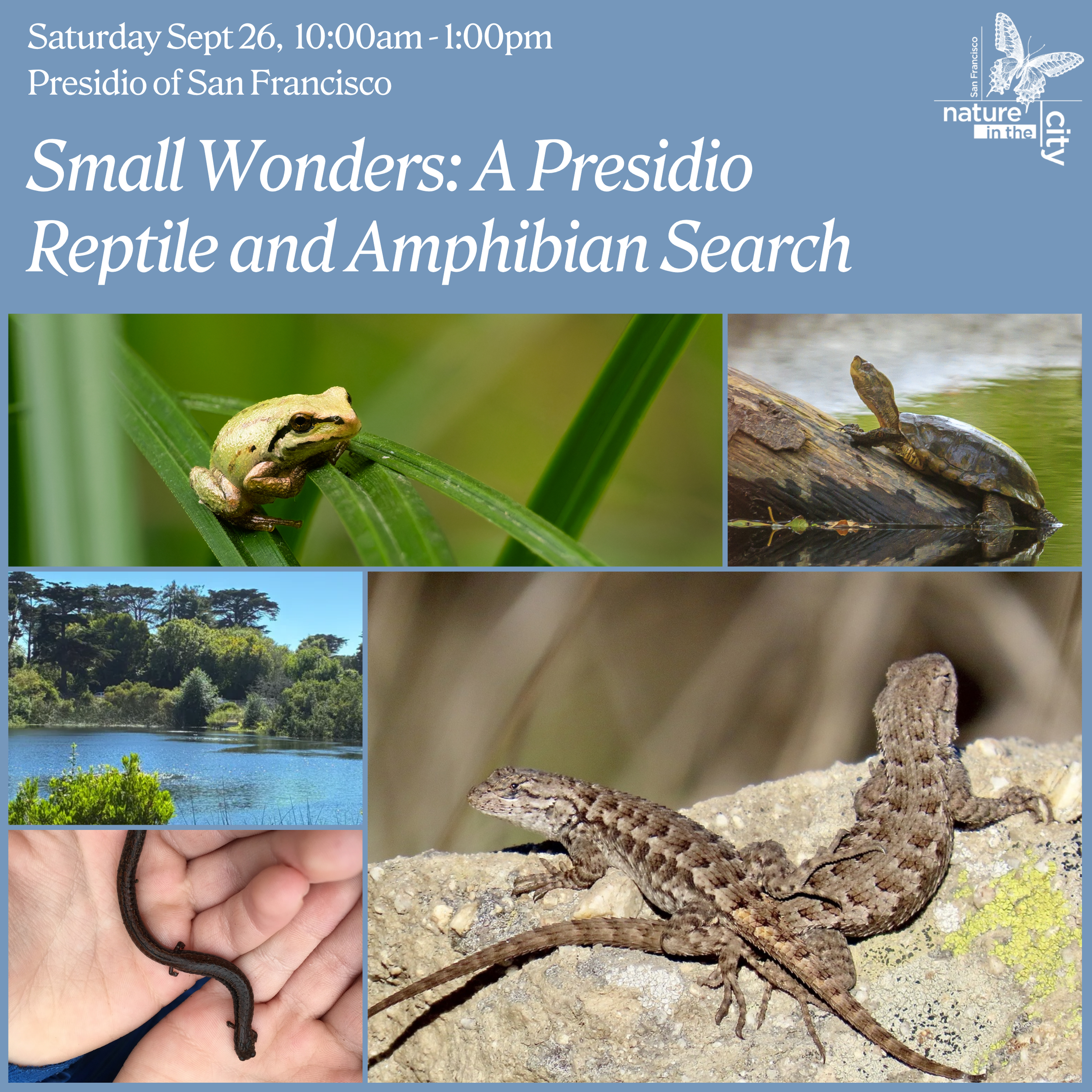 Small Wonders: A Presidio Reptile and Amphibian Search