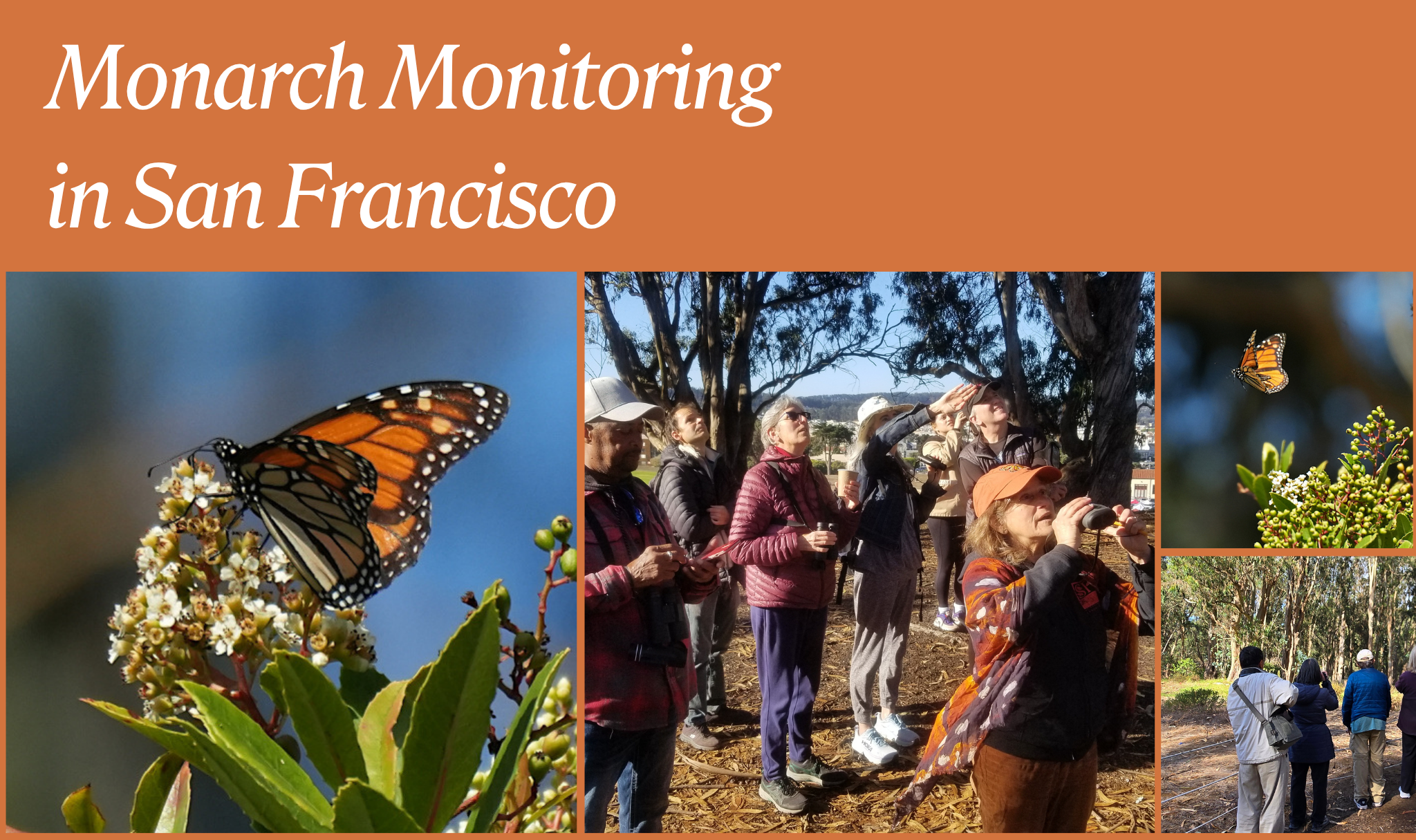 Monarch Monitoring in San Francisco