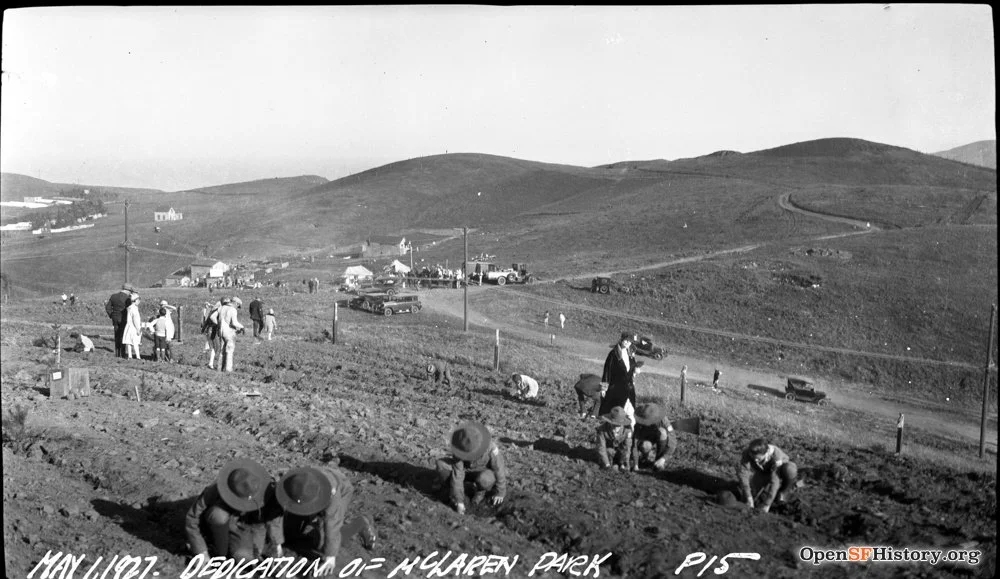 People planting trees in park
