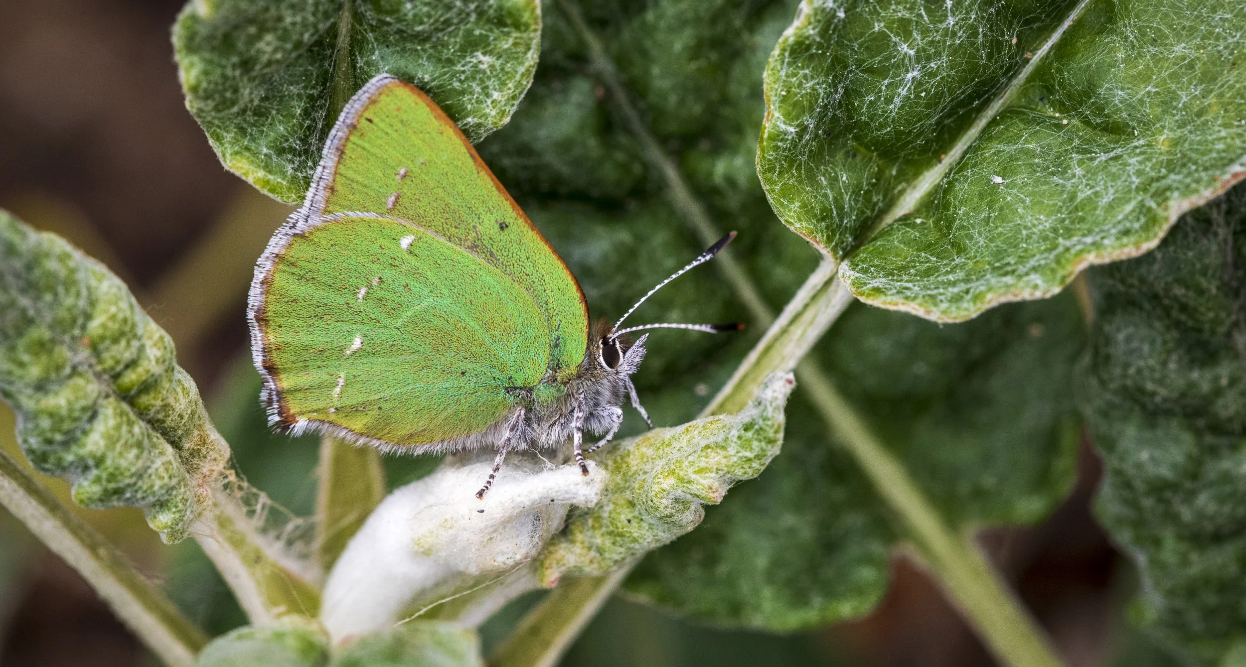 Green Hairstreak Butterfly Close Up Of A Green Hairstreak Butterfly