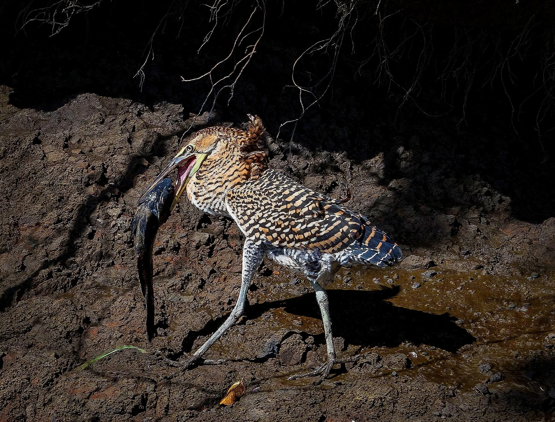 Palo Verde National Park, CR 2023