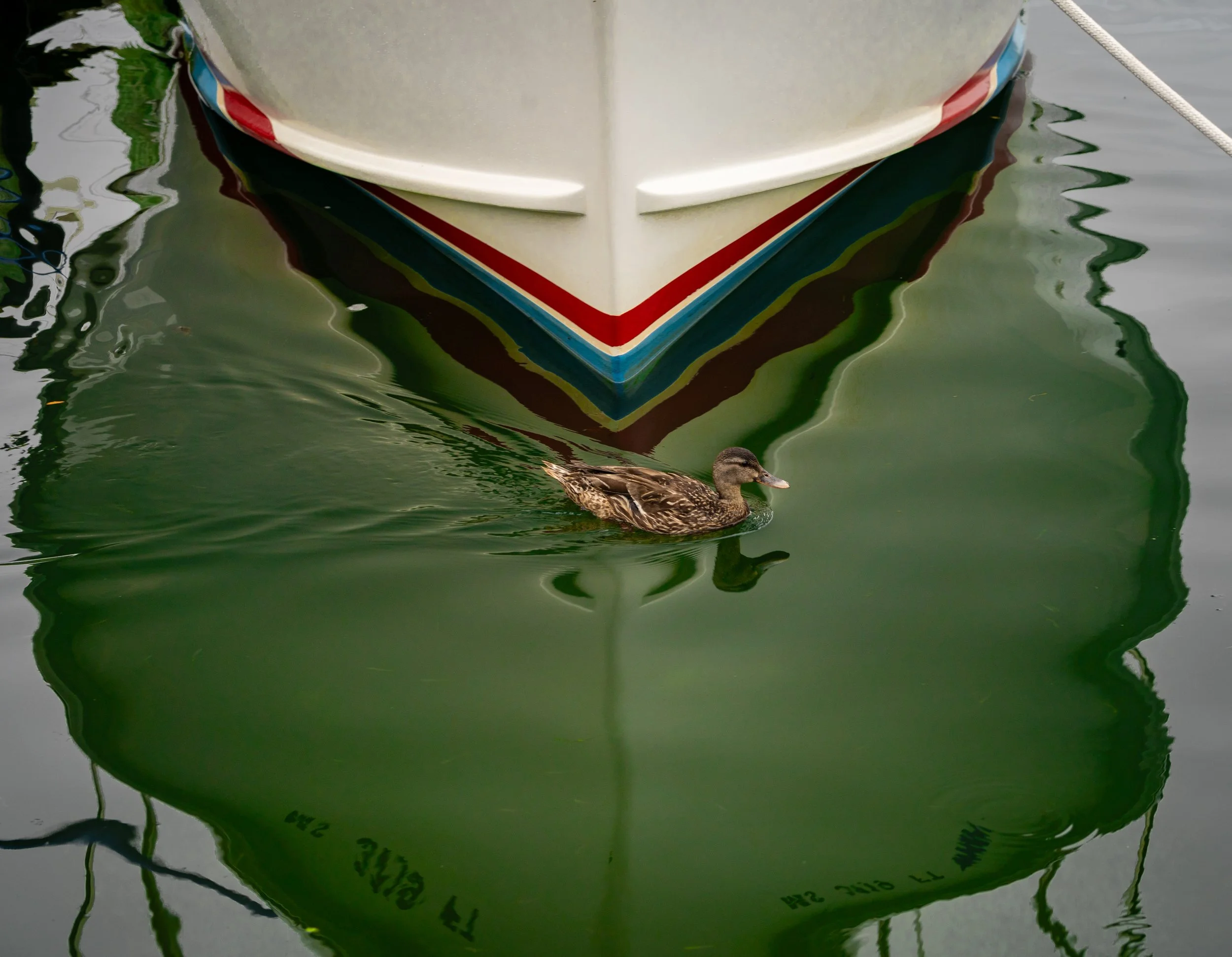 Edgartown Harbor, MVY 2024