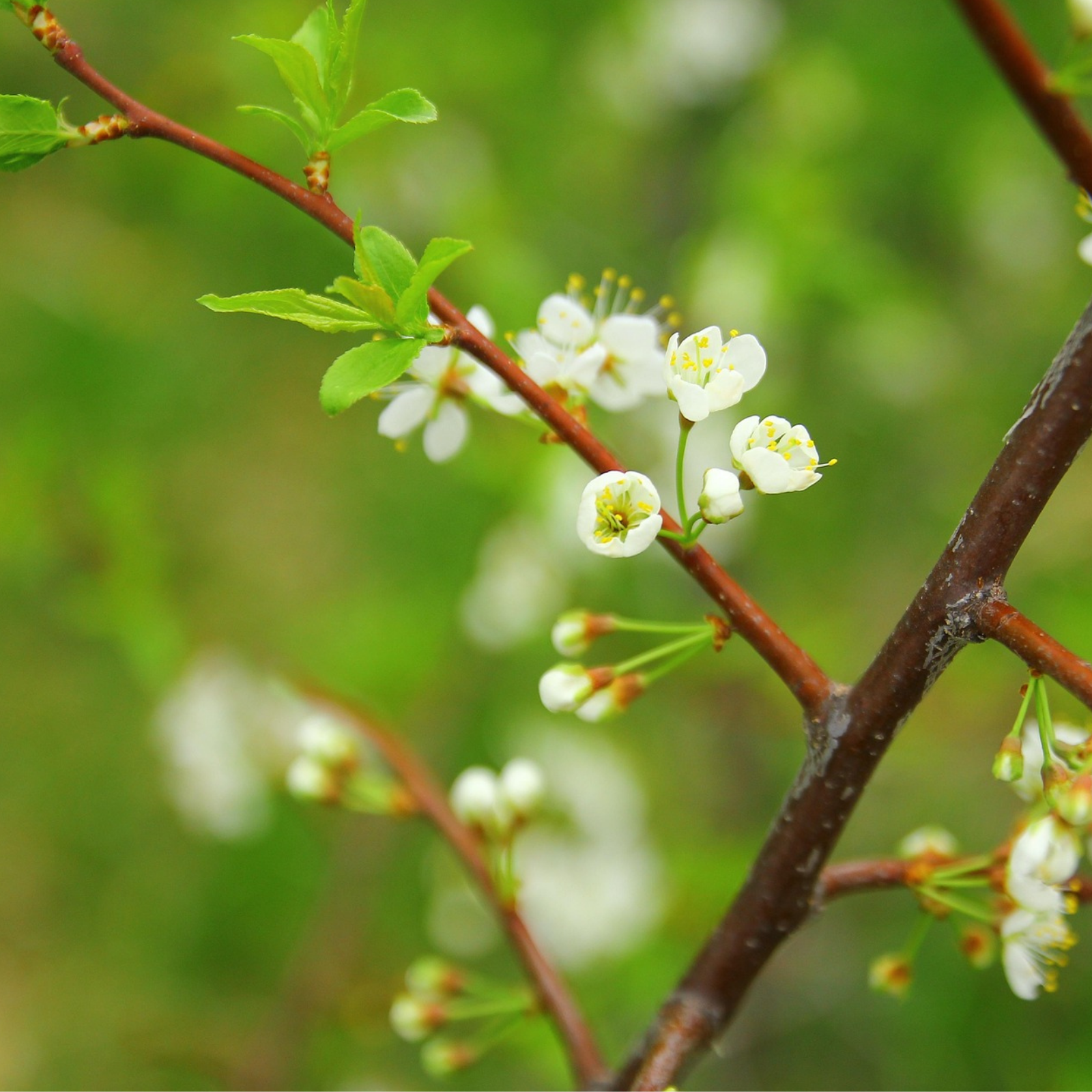 The First Whispers of Imbolc
