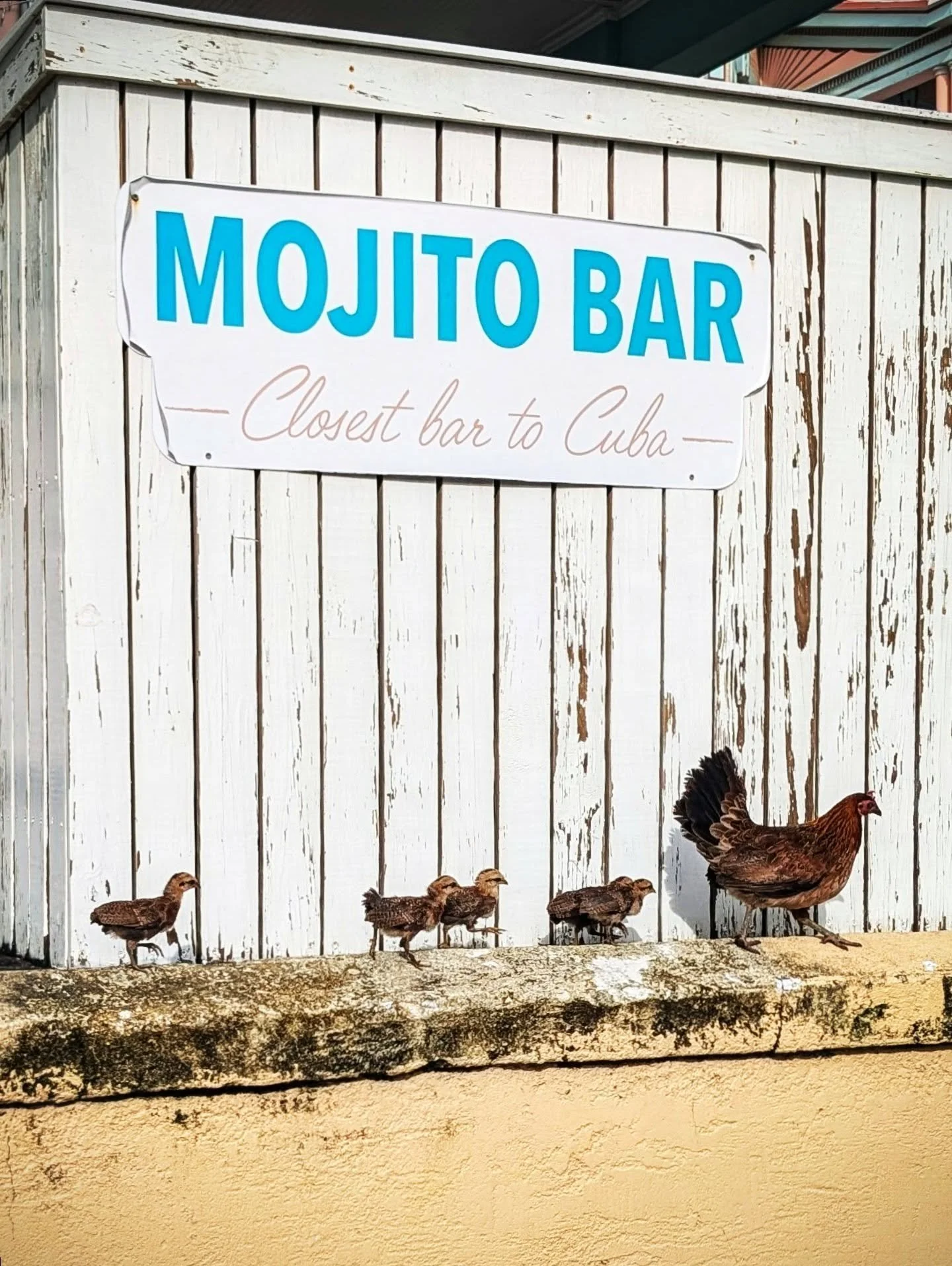 I never went through our vacation photos, but if I were to summarize Key West with one photo it would be this 🤣

#keywest #florida #conchrepublic #chickens #feralchickens #islands #islandbirds #mojito #tropical #beach

#nature #distressed #notallwho