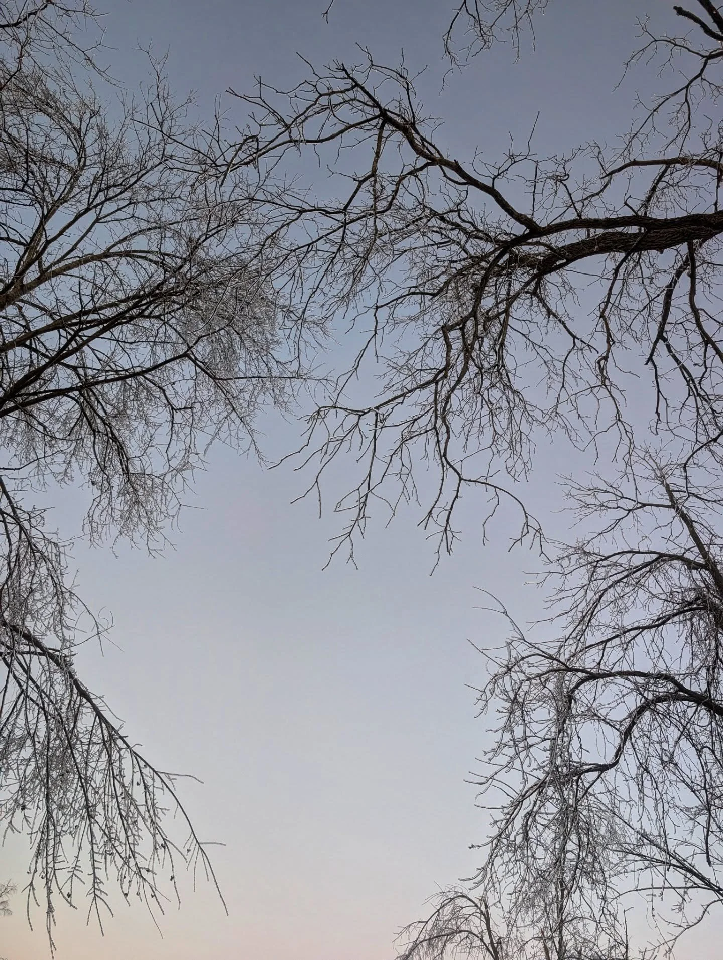Branches in ice

#branches #trees #ruralamerica #winter #notallwhowanderarelost