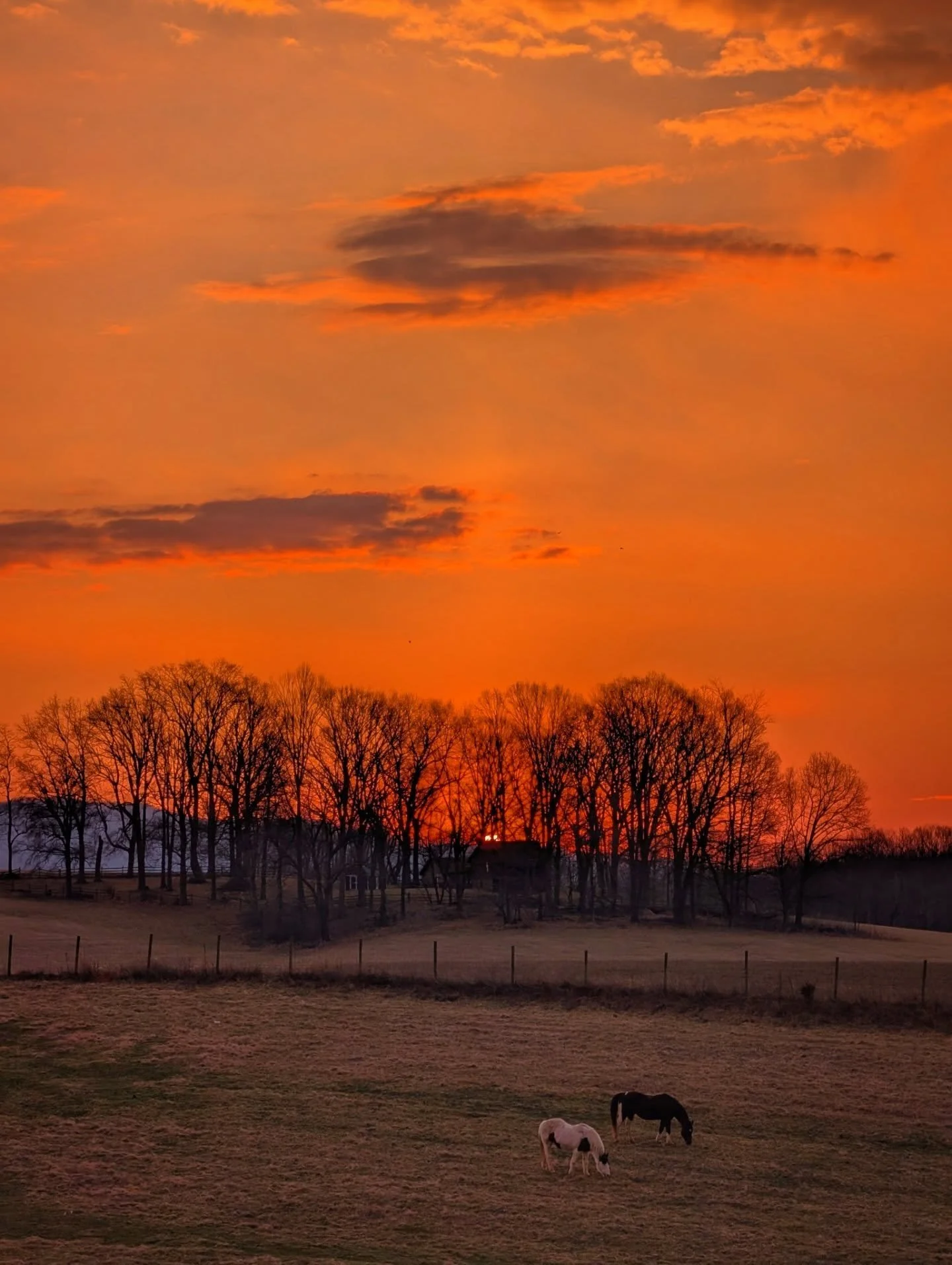An Orange Morning

#sunrise #orange #morninglight #country #notallwhowanderarelost