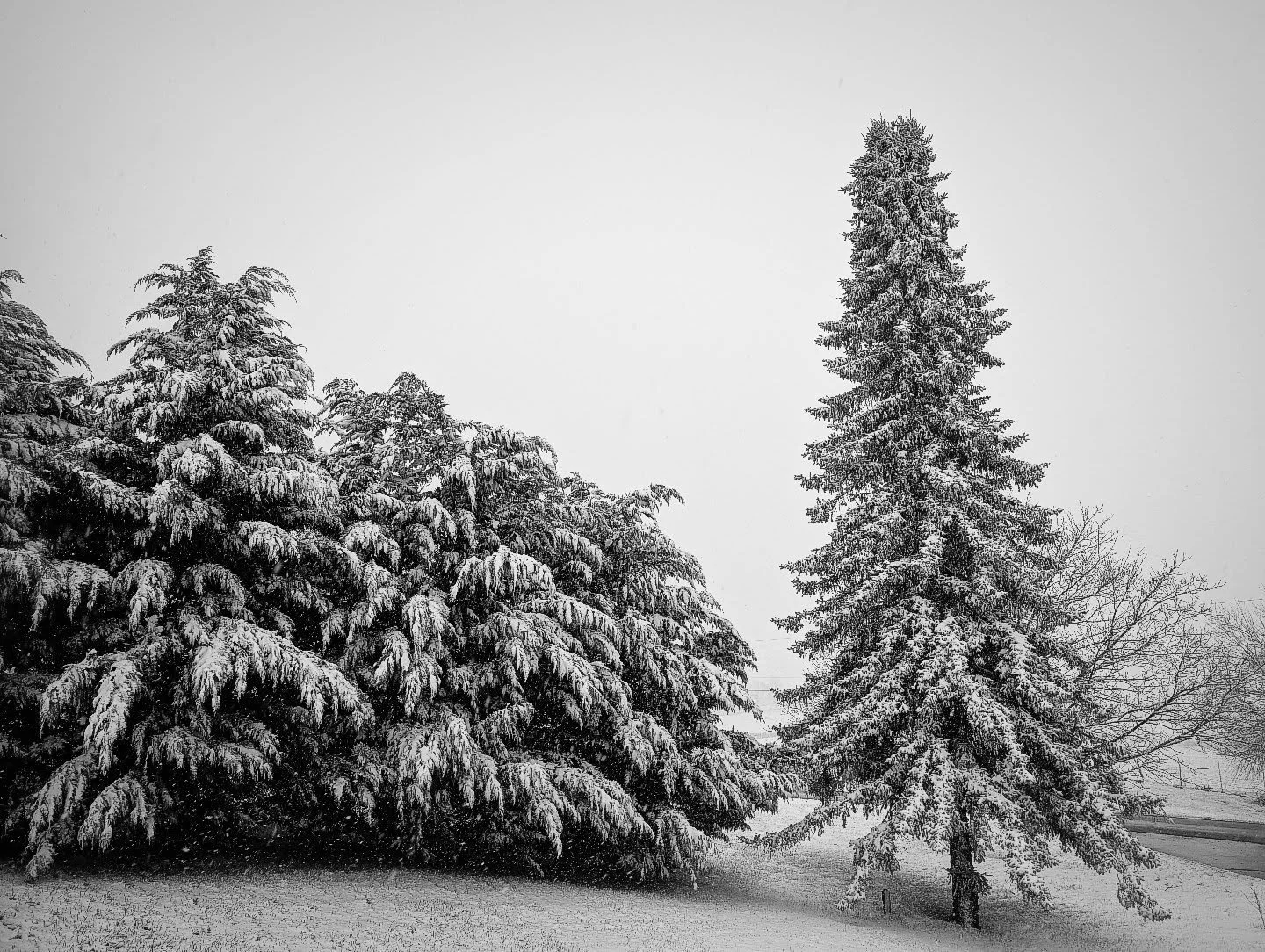 Spring in Virginia...one day the flowers are blooming, the next you can't see the mountains for the snow

#snow #inthepines #landscape #winterwonderland #notallwhowanderarelost