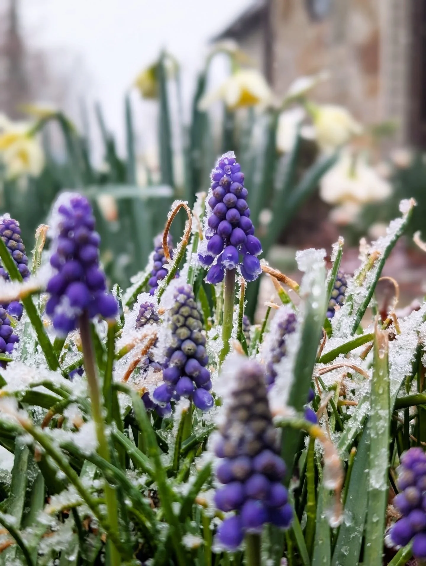 Grape Hyacinth in the Spring Snow

#hyacinth #springflowers #wintersnow #purple #notallwhowanderarelost