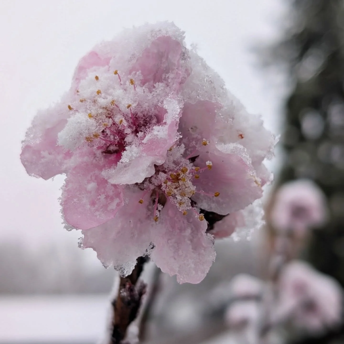 Peach Blossoms in the Snow

#blossoms #peach #snow #winterwonderland #notallwhowanderarelost