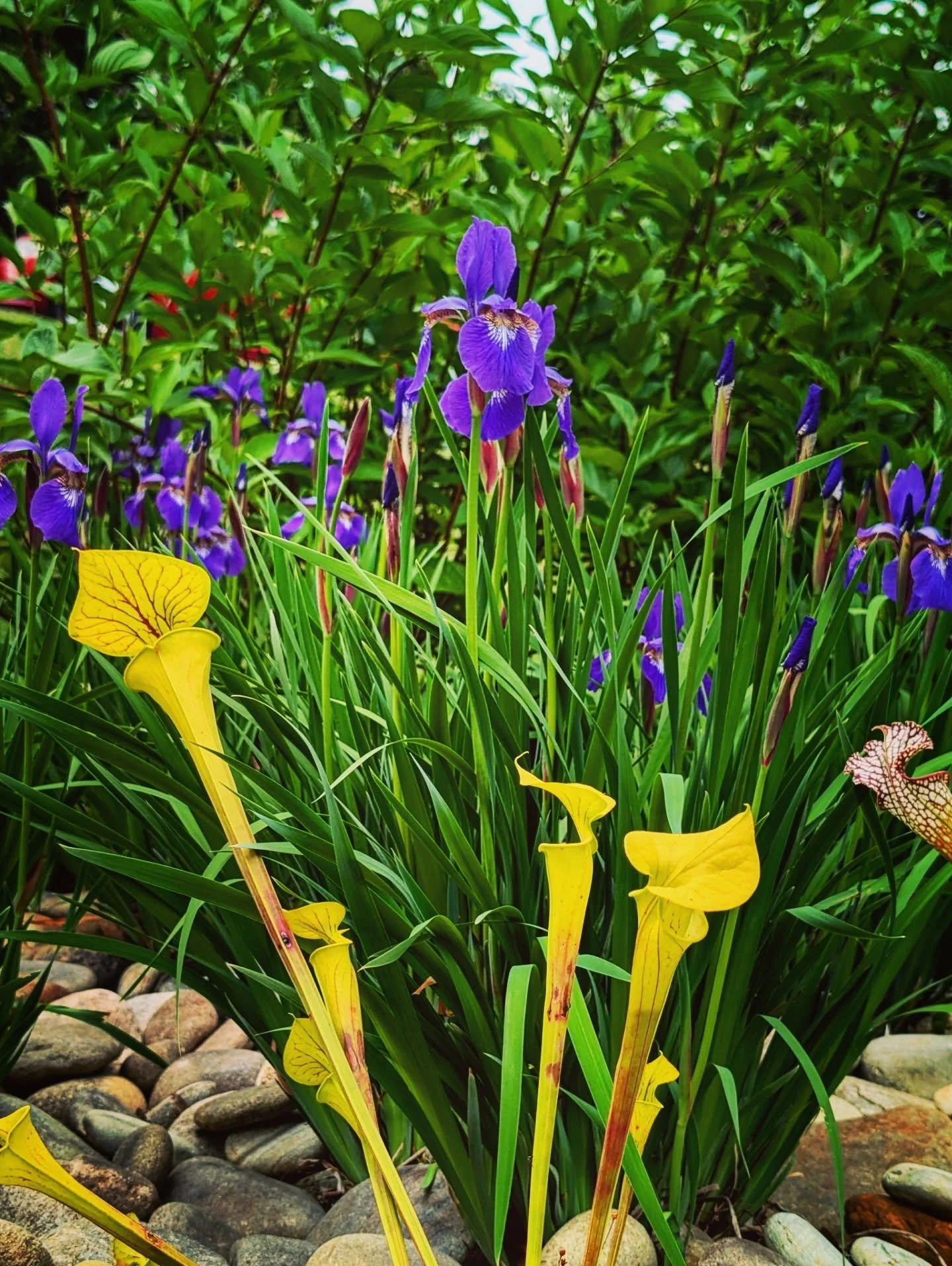 Flower update: we have blue flag irises and the pitcher plant continues to bloom

#pitcherplant #iris #blue #flowergarden #notallwhowanderarelost