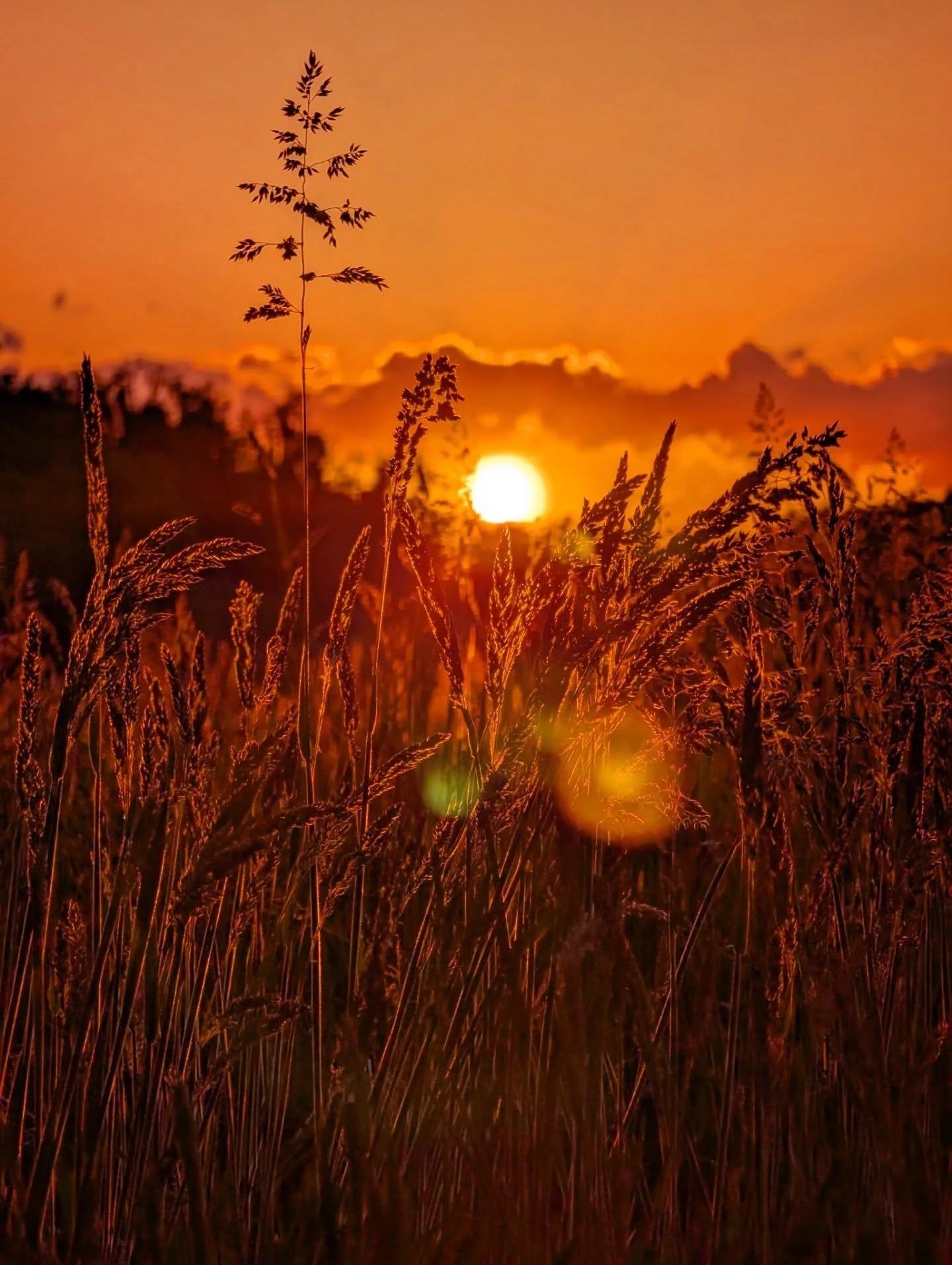 Amber waves

#golden #sunset #ruralamerica #countrylife #notallwhowanderarelost