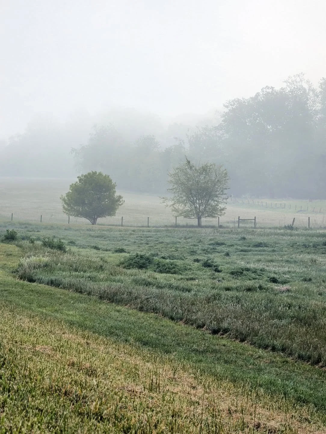 Two Trees in a spring fog

#mist #trees #green #appalachia #notallwhowanderarelost