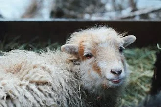 Zakosciele, Poland 2019