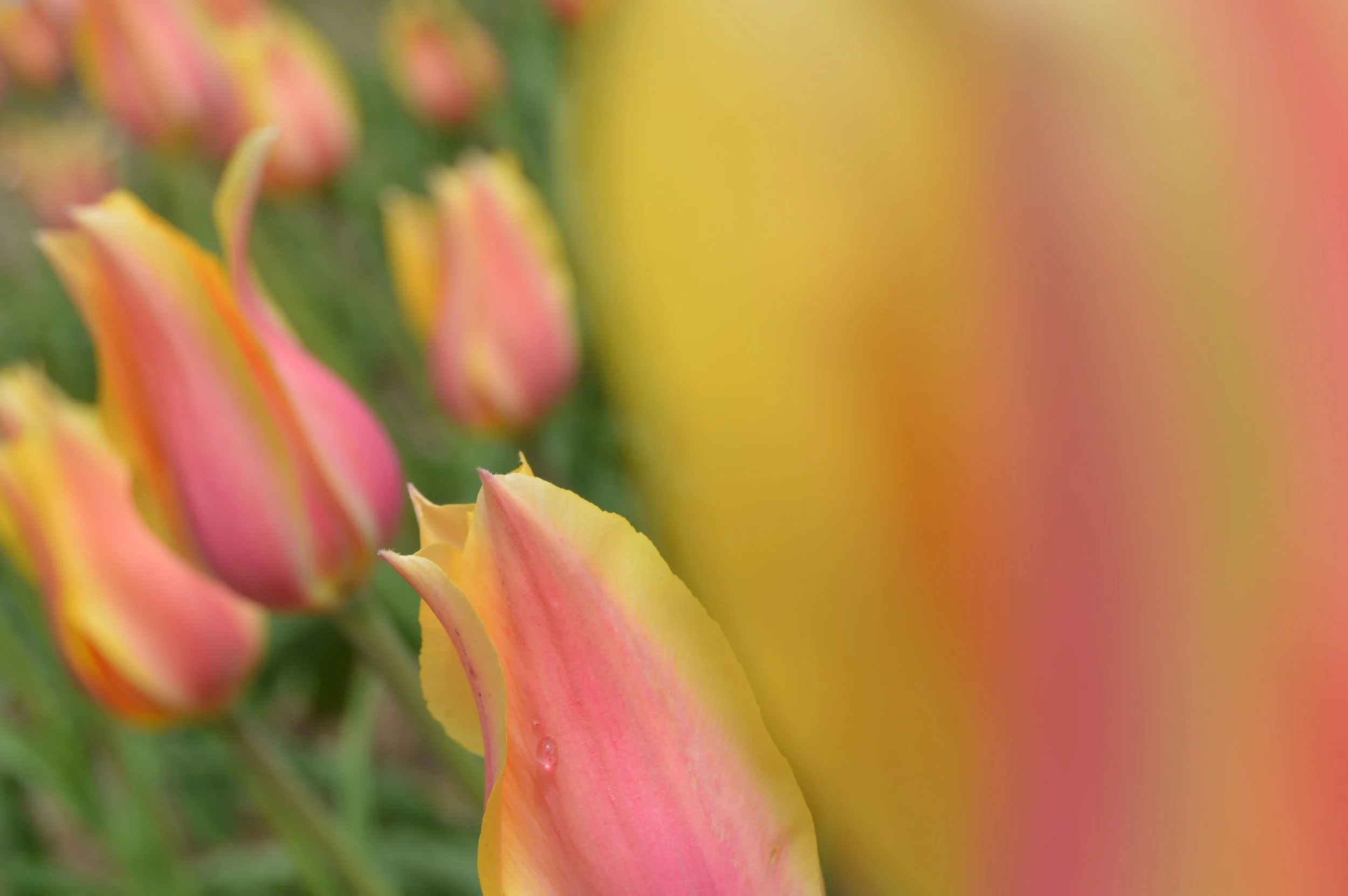 Yellow Tulips.JPG