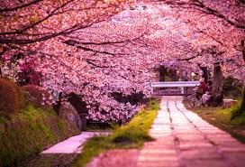 Philosopher's Path Kyoto