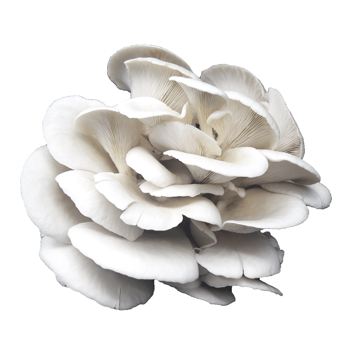 A cluster of white mushrooms with gills visible, set against a black background.