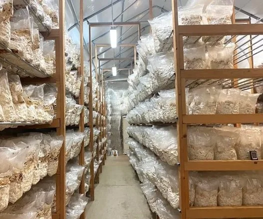 A storage aisle with wooden shelves filled with large plastic bags of mushroom substrate or compost in a mushroom farm or cultivation facility.