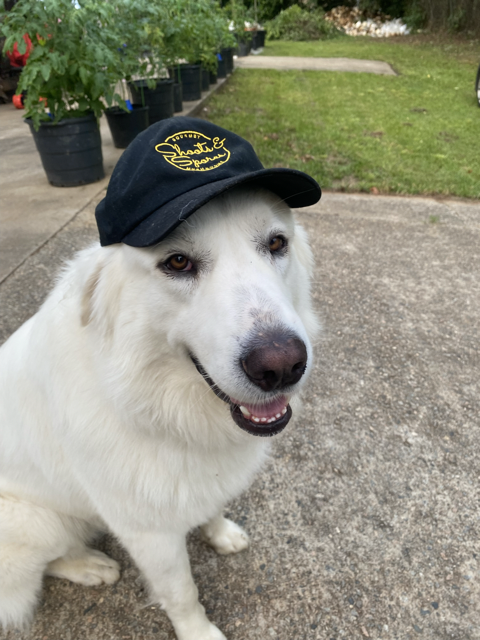 A white dog wearing a black cap with yellow lettering, sitting on a sidewalk near potted plants and a grassy area.