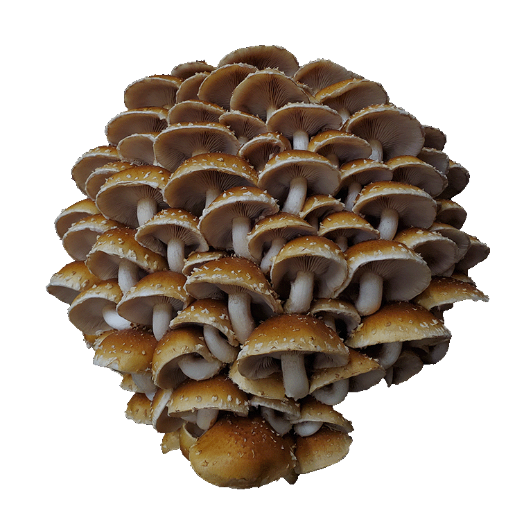 Dried Chestnut Mushrooms