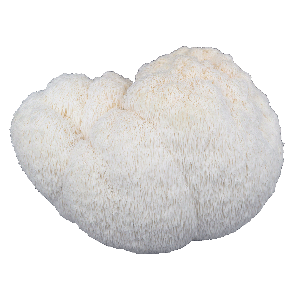 Cluster of white, fluffy coral, possibly a type of sea fungus or mushroom coral.