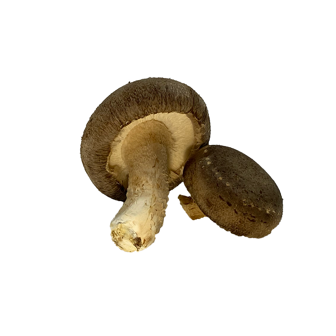 Two shiitake mushrooms, one with the stem attached and one with the cap visible, on a white background.