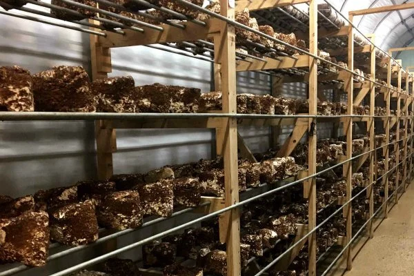 Rows of rock-like grow media blocks on wooden shelves in a greenhouse or grow room.