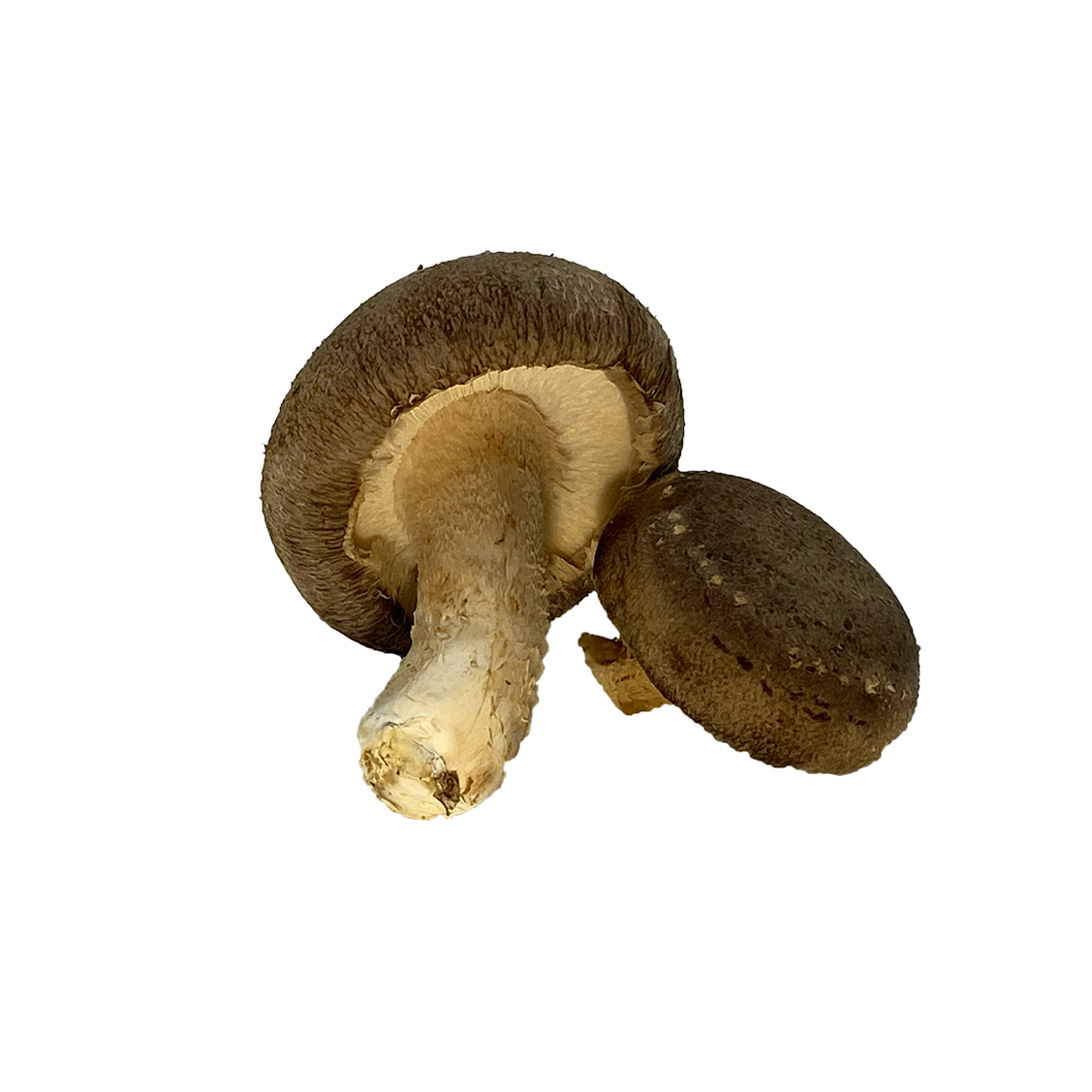 Shiitake.png