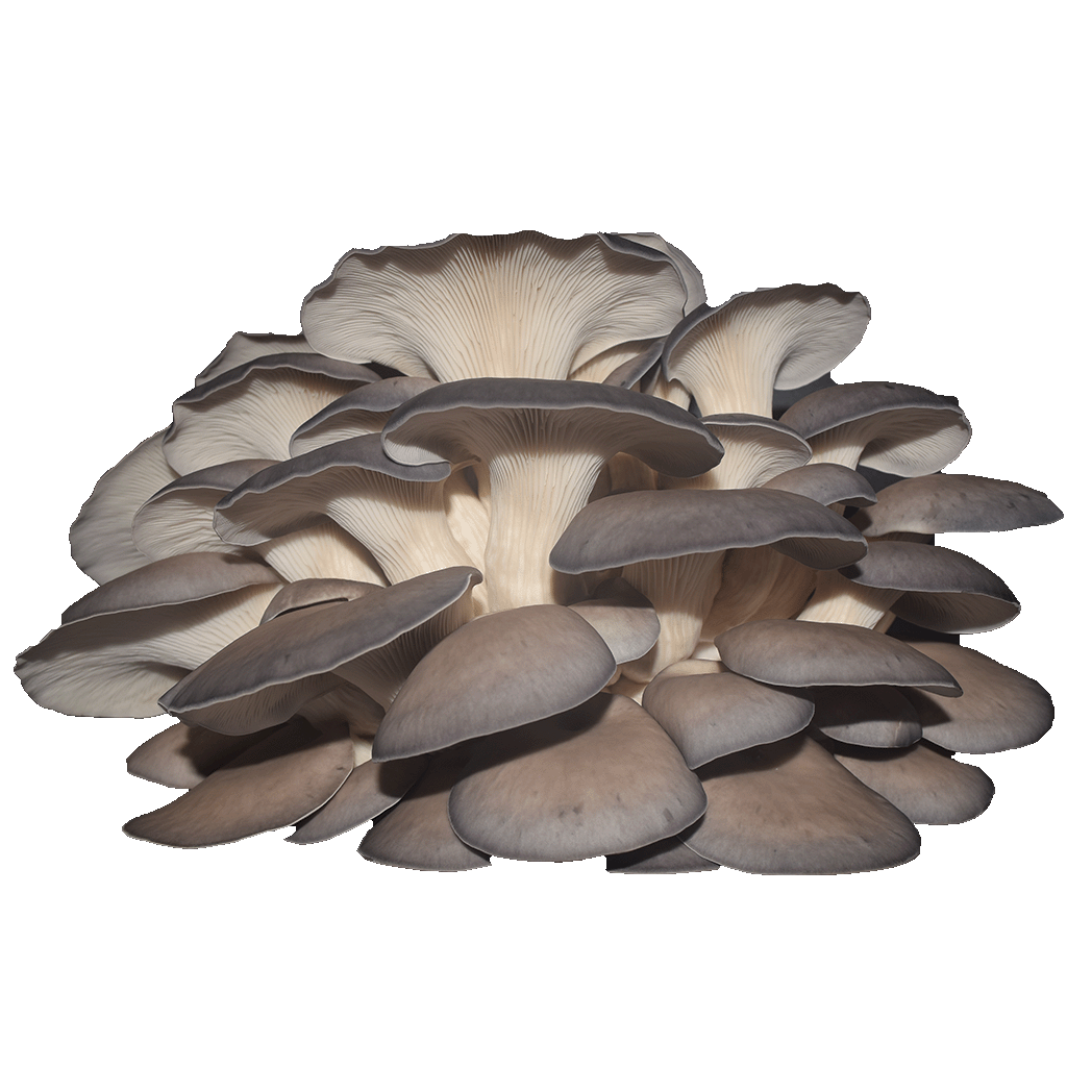 Cluster of oyster mushrooms with grayish caps and white stems against a black background.