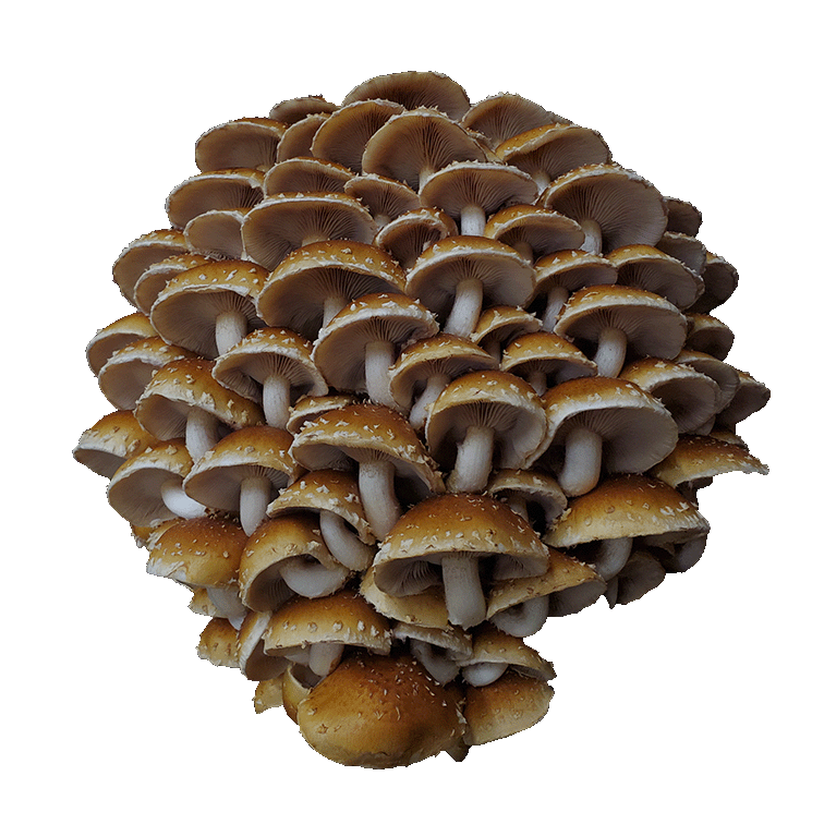 A cluster of mushrooms growing together against a black background.