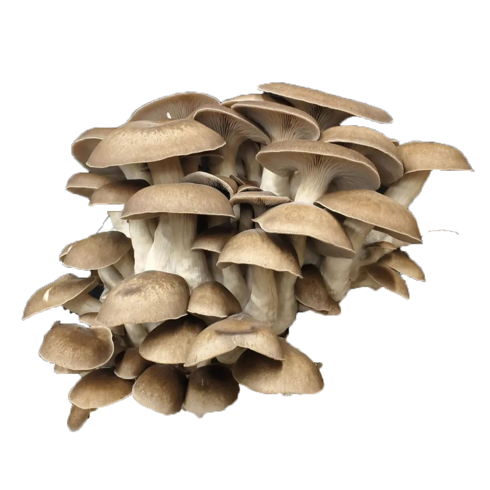 A cluster of brown wild mushrooms with caps and stems against a black background.