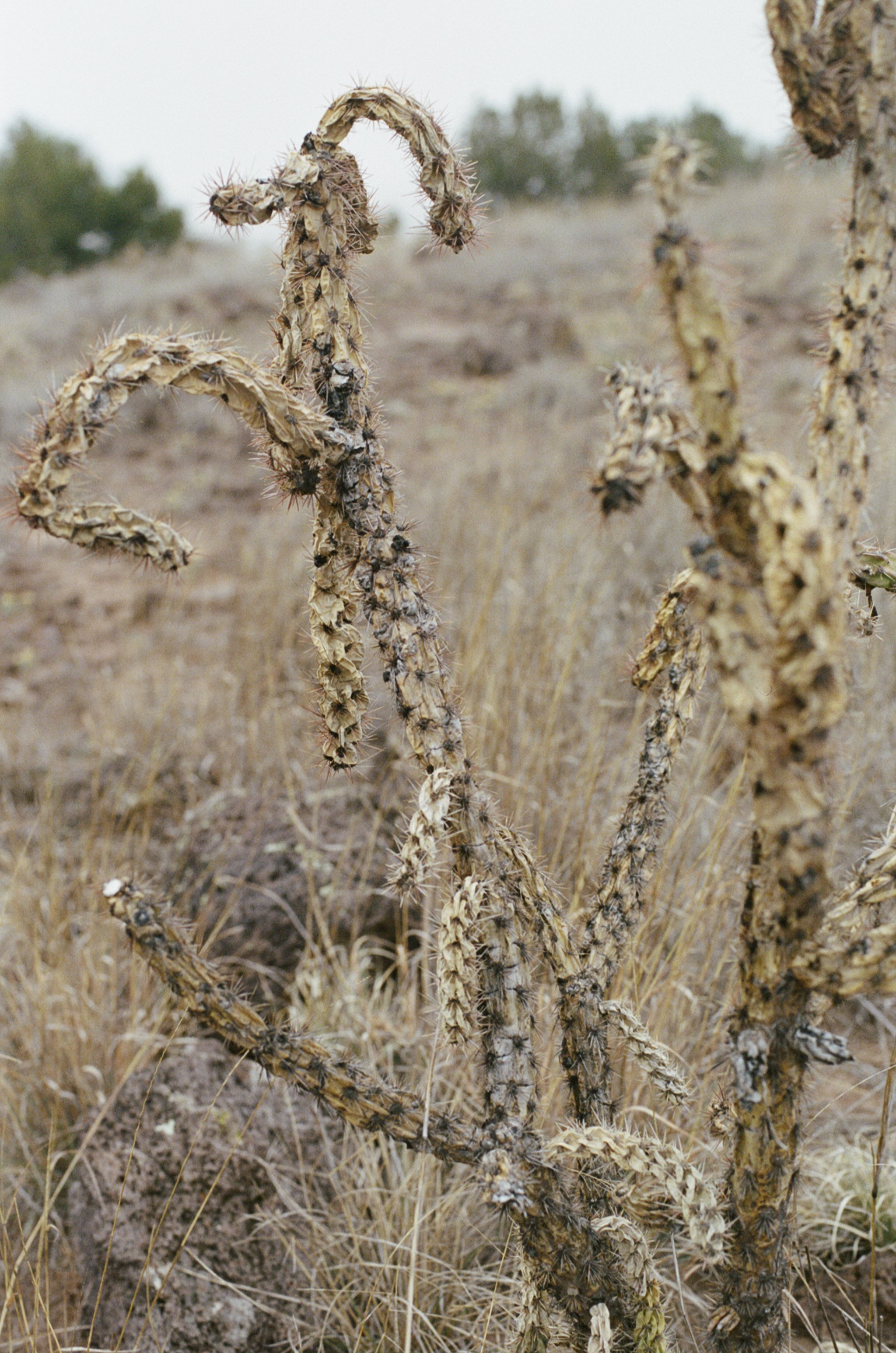 cacti1.jpg