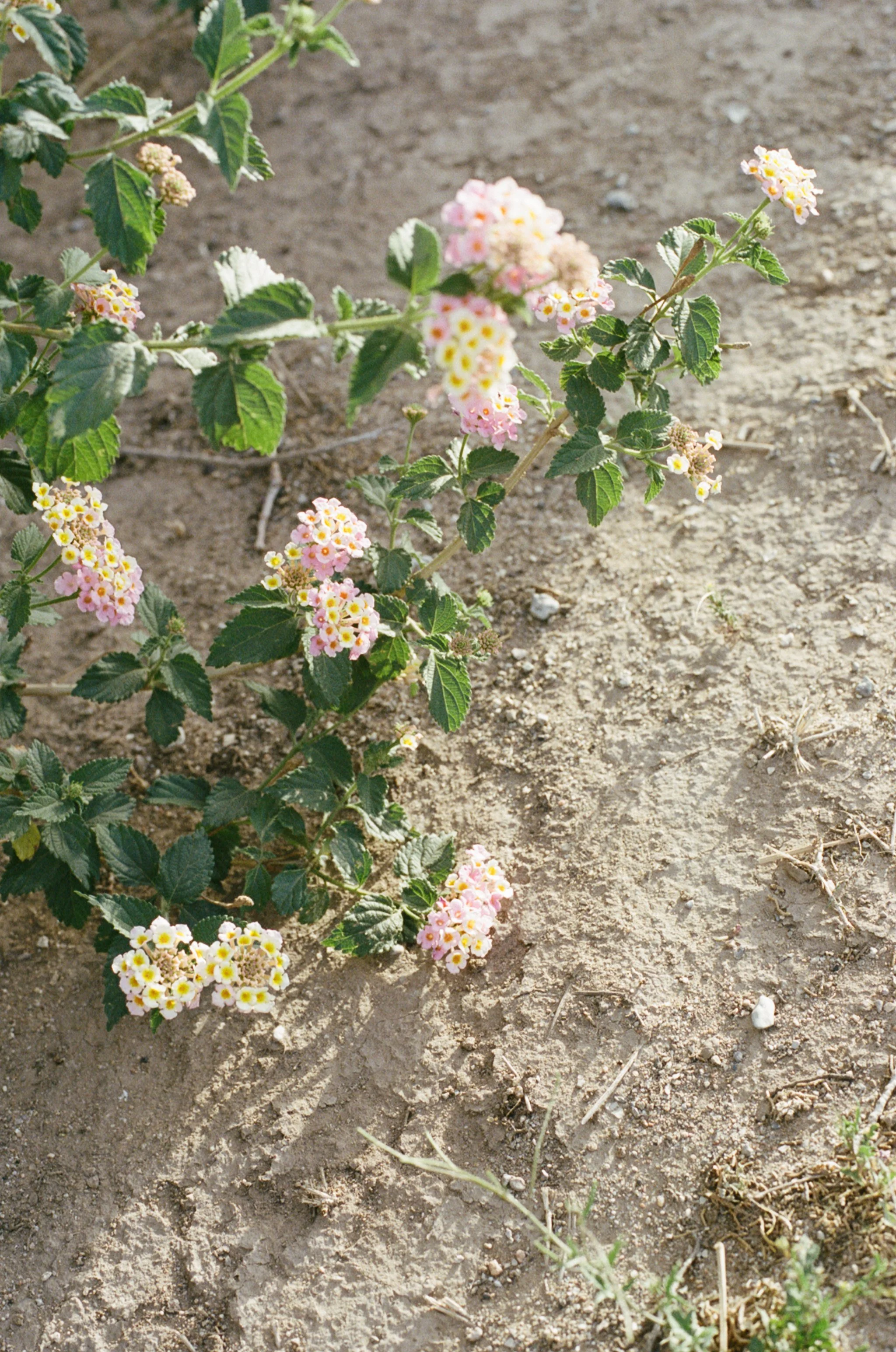 pinkflower.jpg