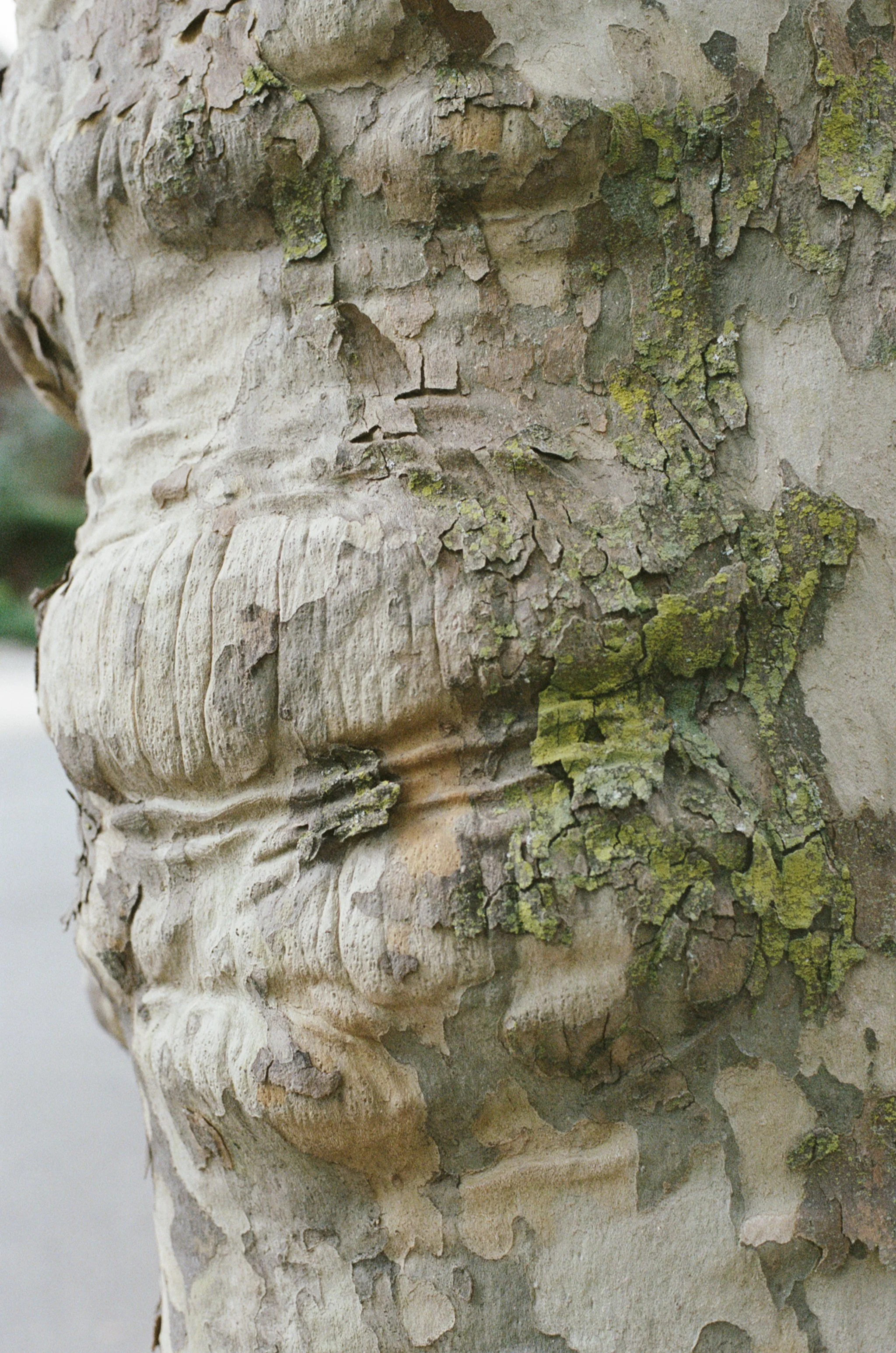 east5thtree1.jpg