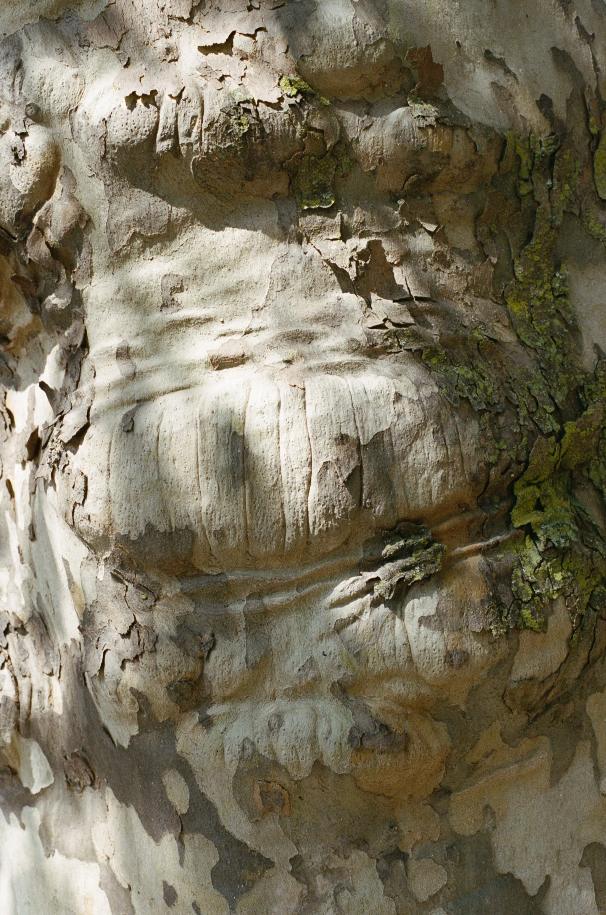 east5thtree3.jpg