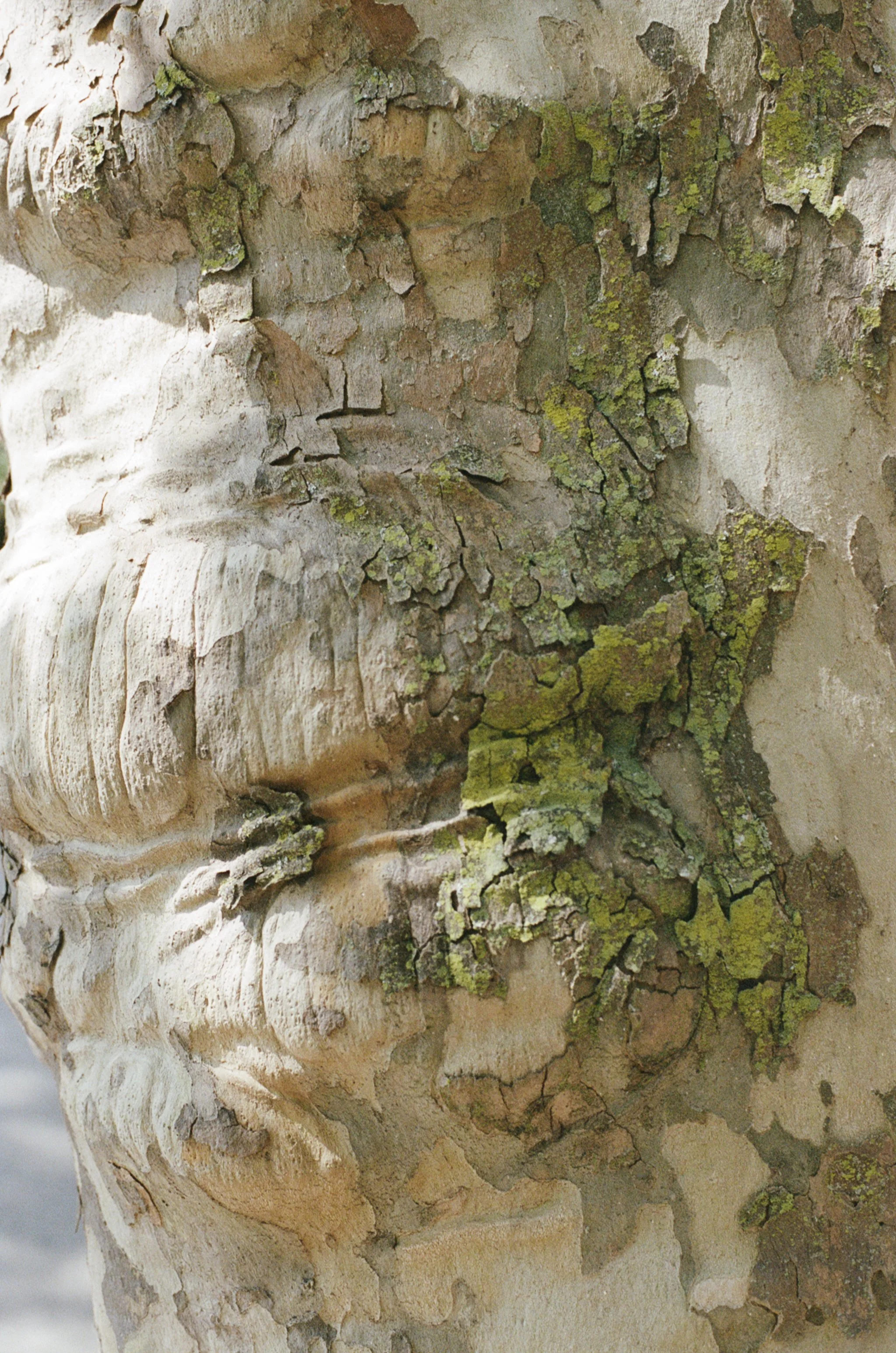 east5thtree2.jpg