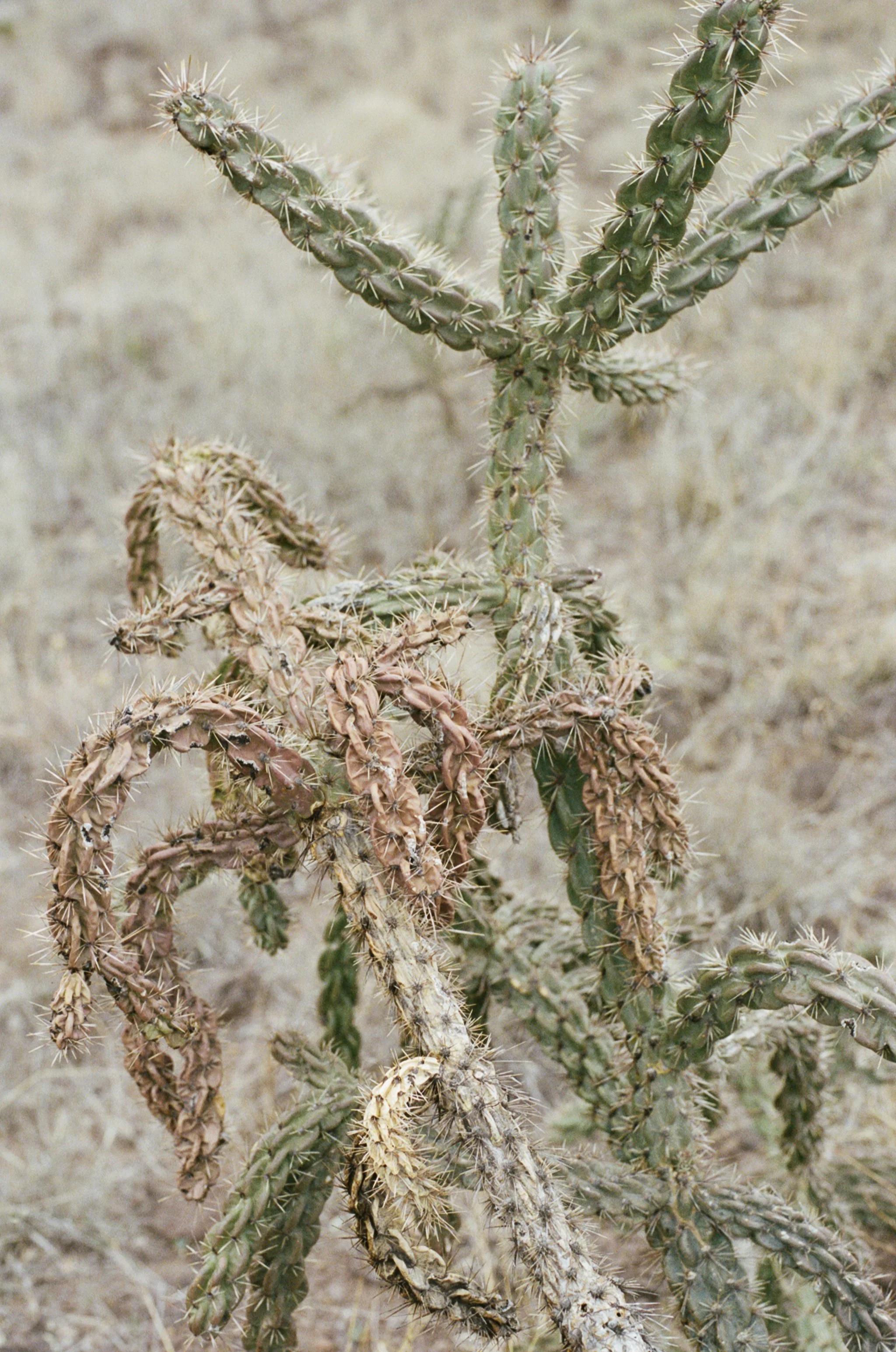 cacti3.jpg