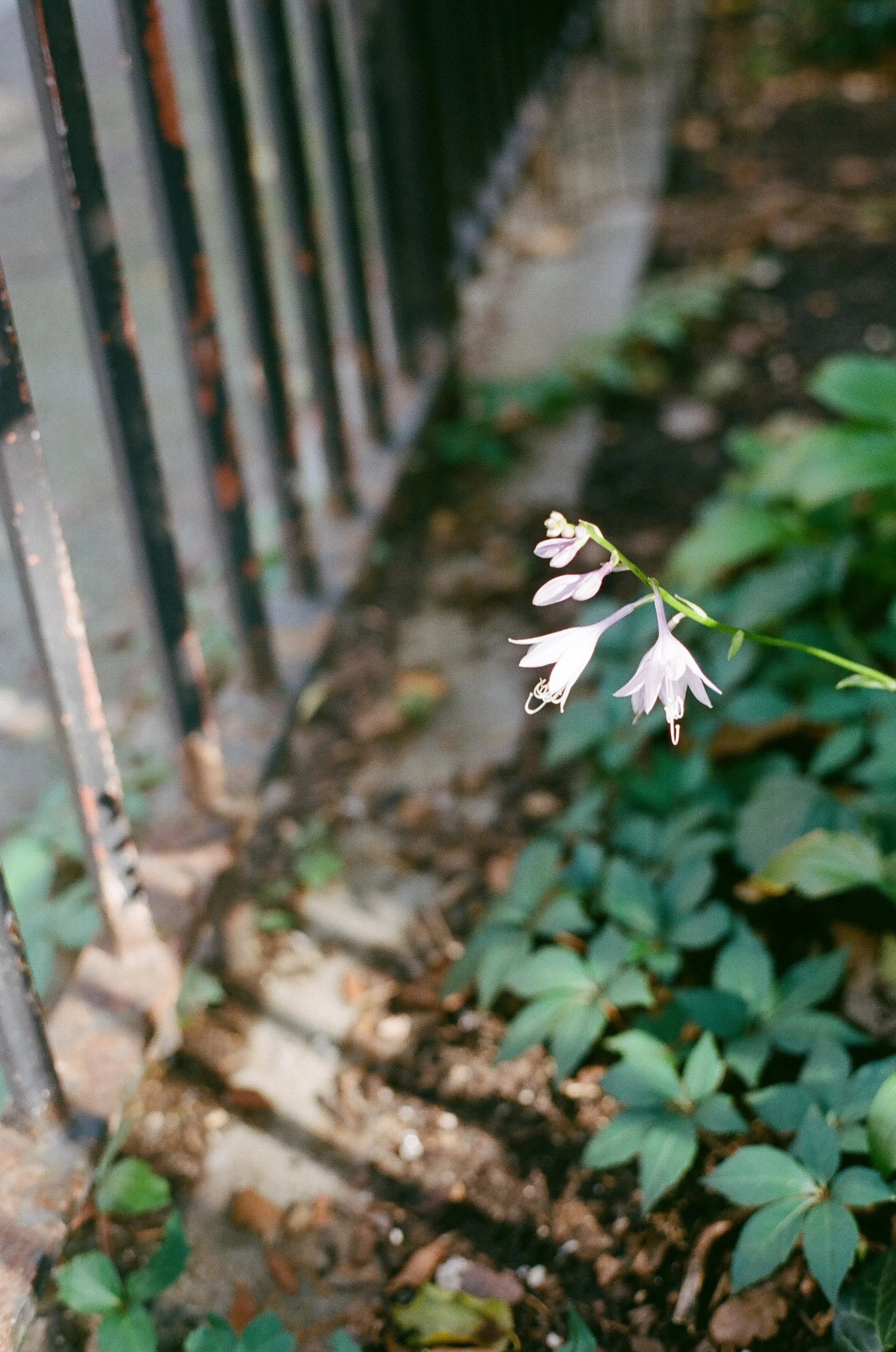 whiteflowers.jpg