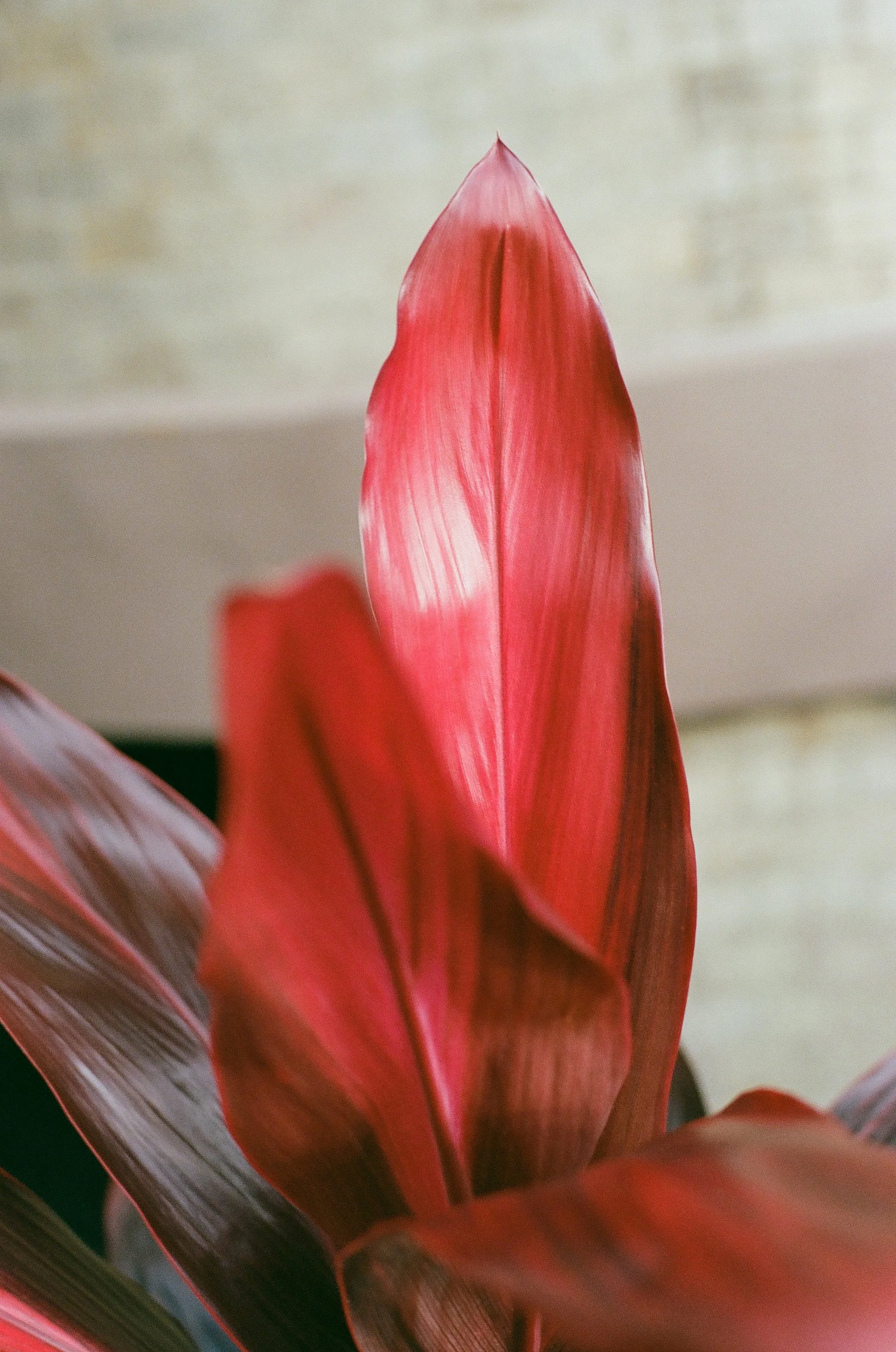 redplant.jpg