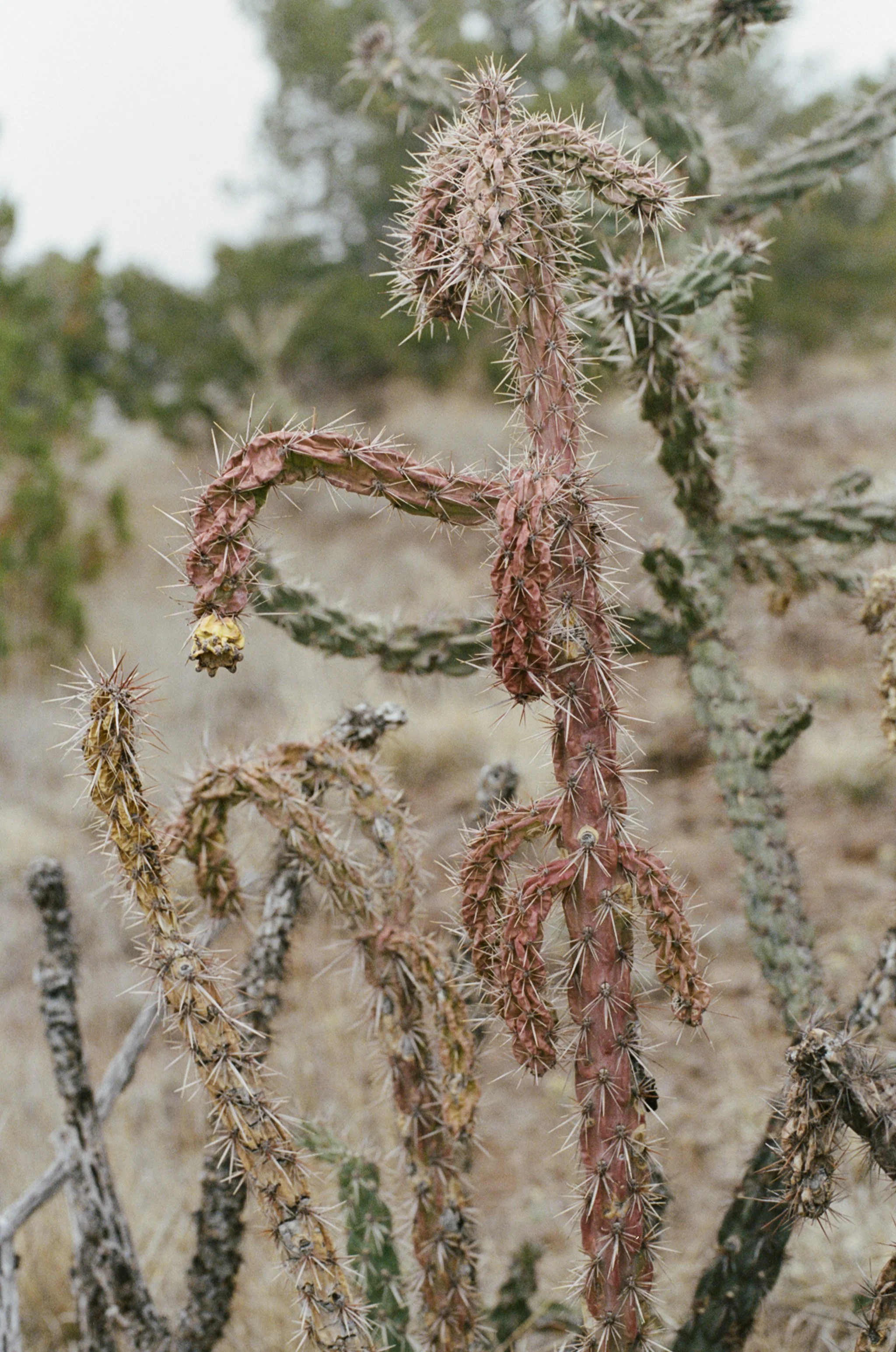 cacti2.jpg
