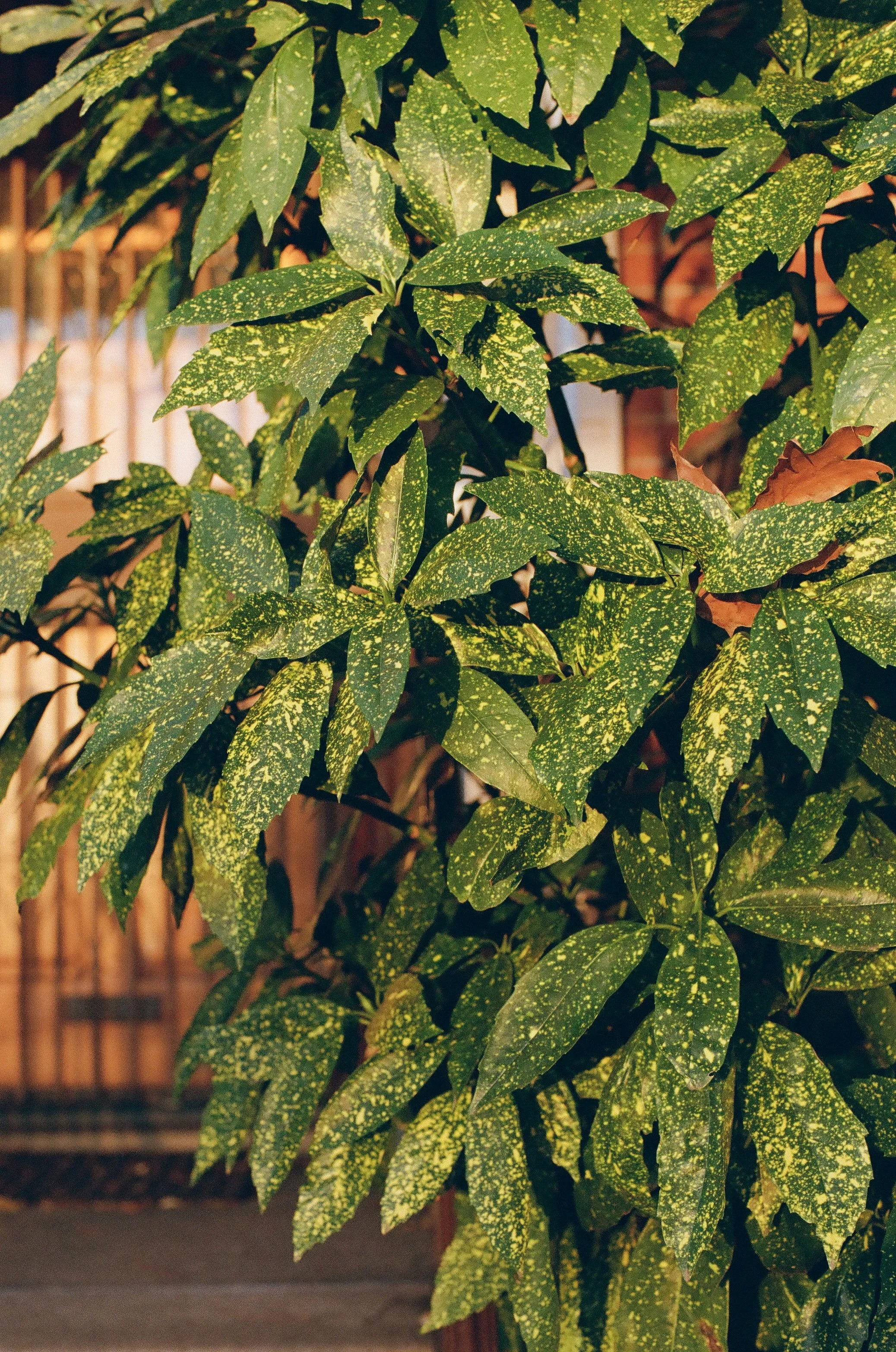 bettergreenwoodleaves.jpg