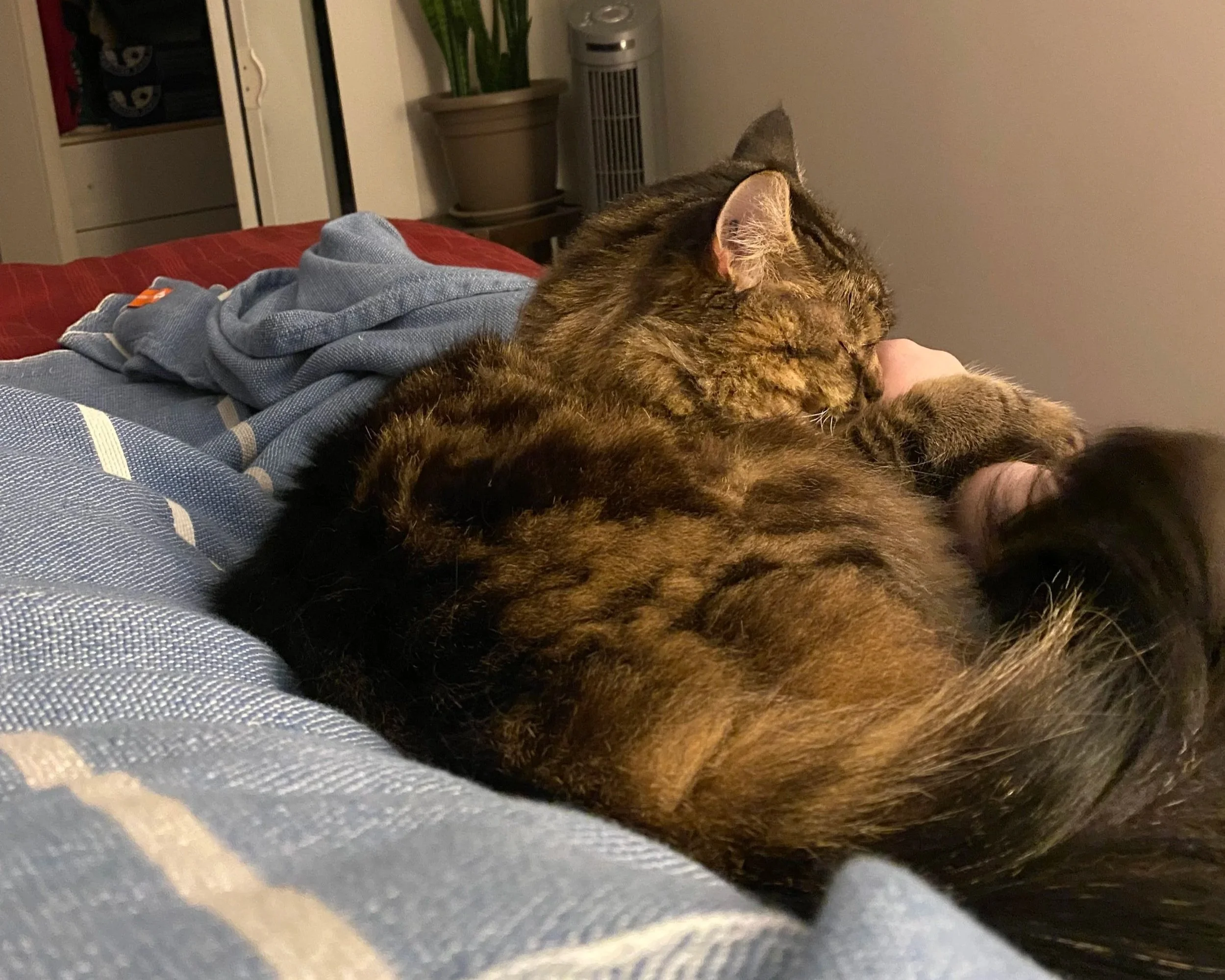 The Cat That Took Me to Dublin
