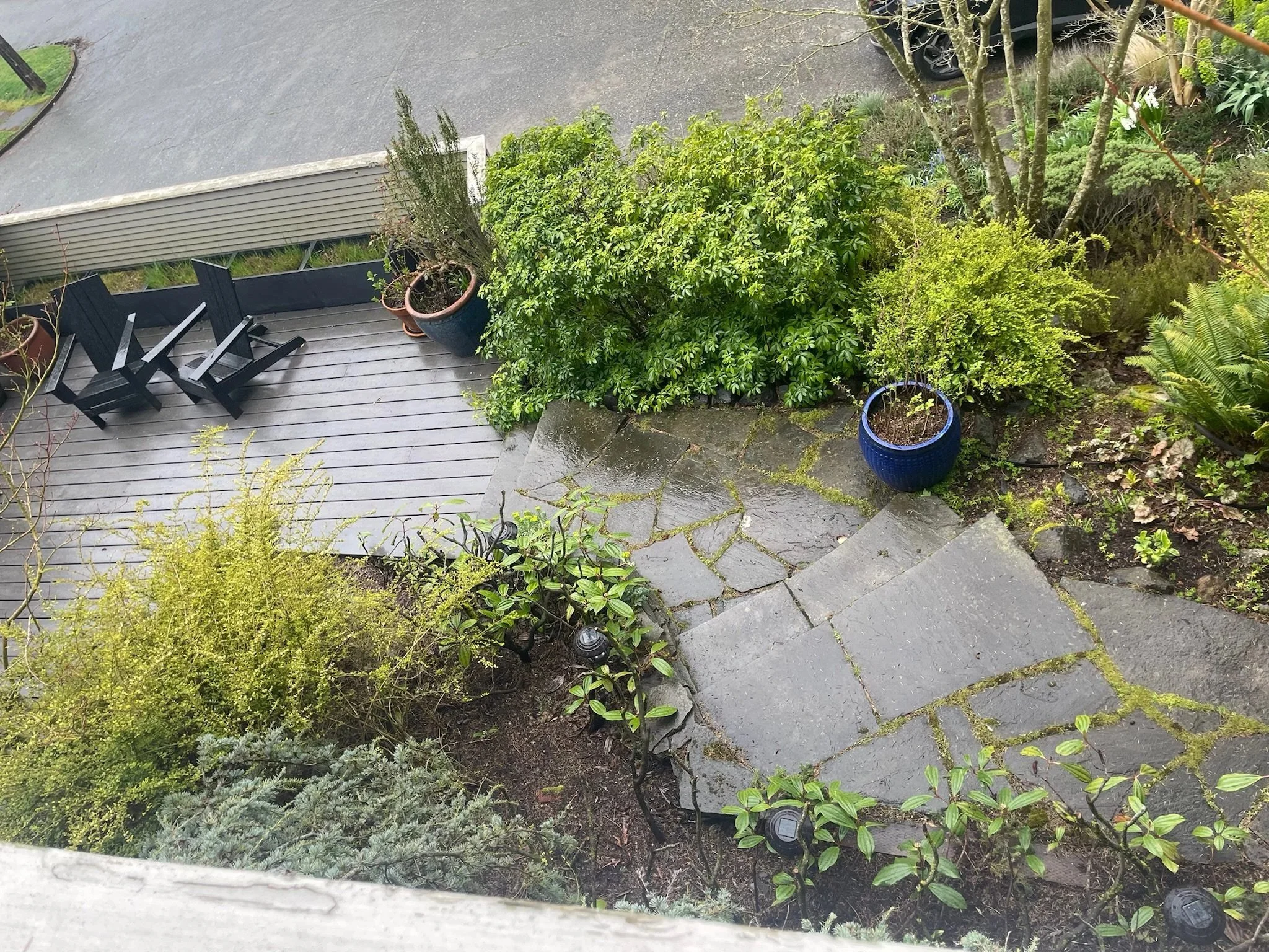 The front garden had over grown plants and needed some repetition to create cohesion.