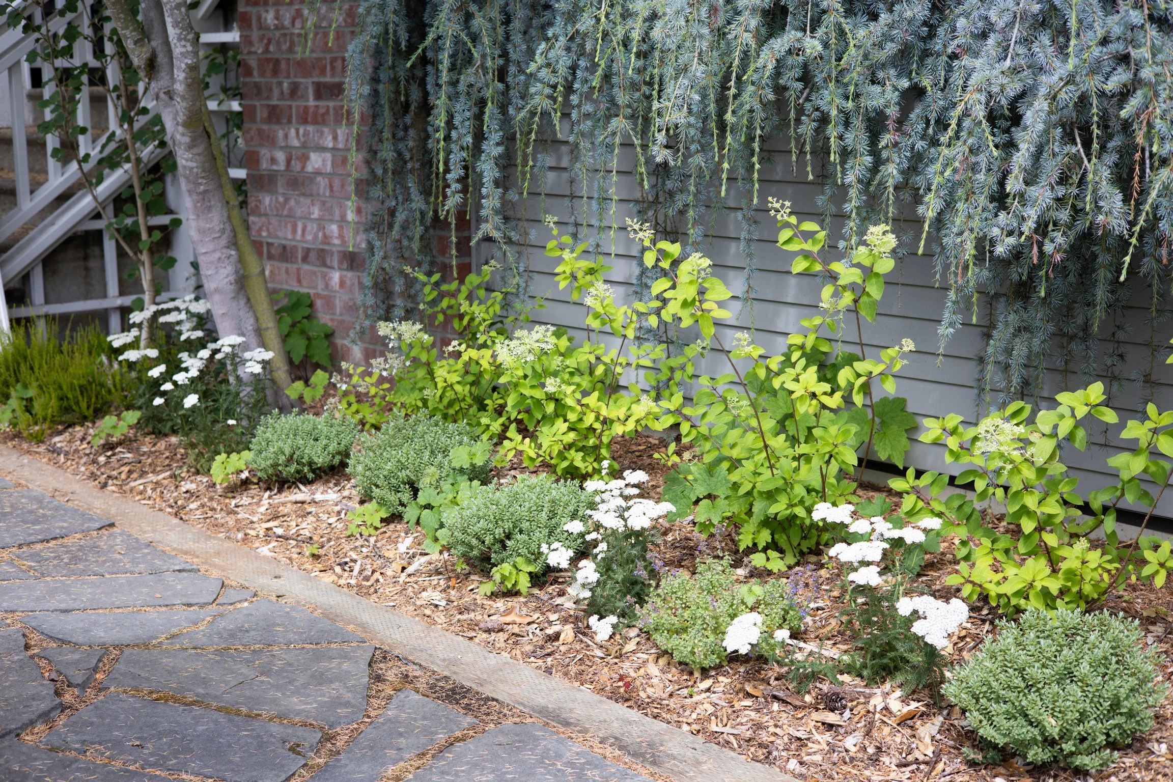 Repetition with hebe, yarrow and hydrangeas create calm and provide year round interest.