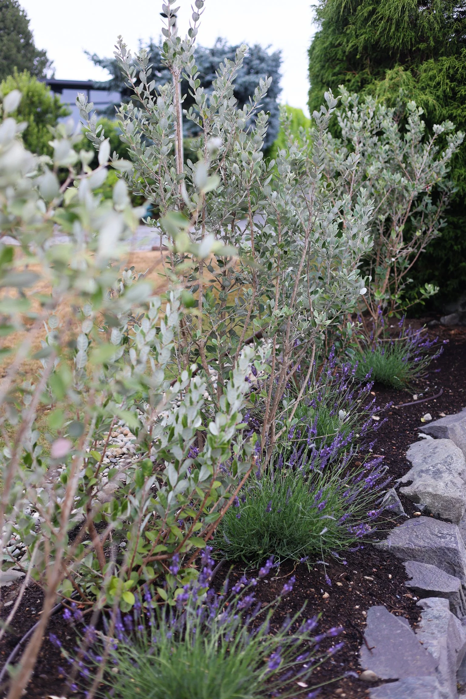 A pineapple guava hedge provides privacy while adding silvery foliage.