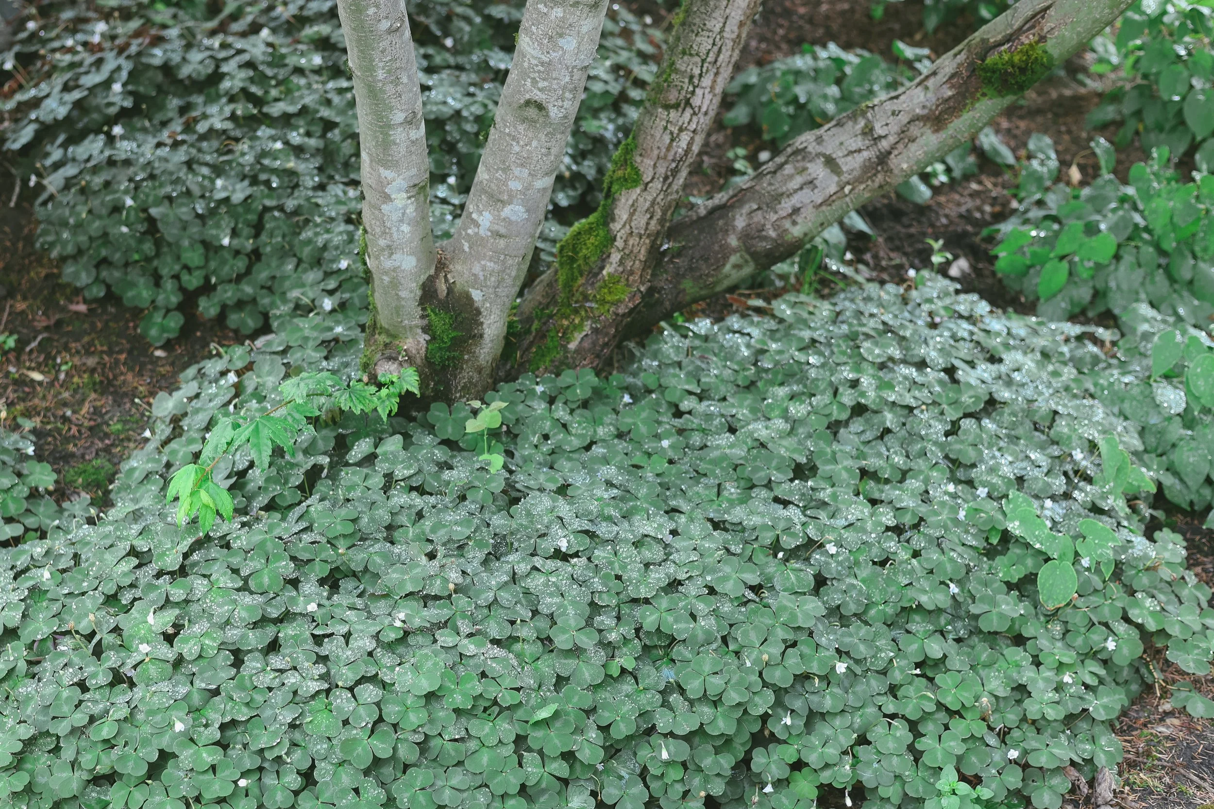 An evergreen ground cover will help hold the soil in place.