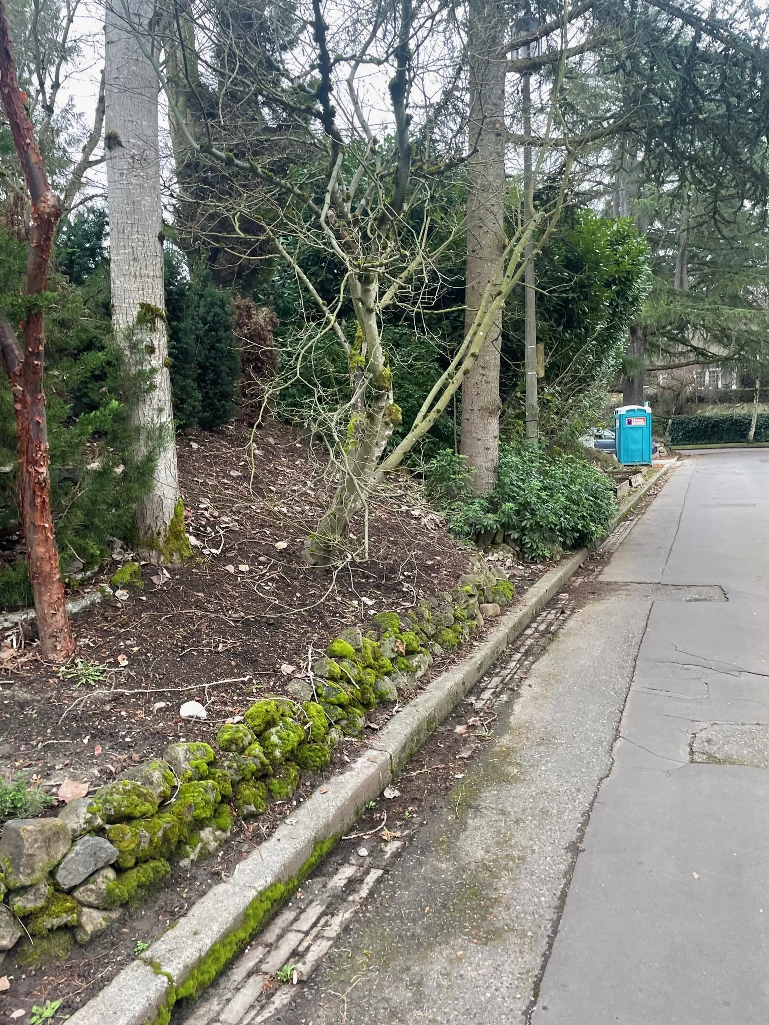 The sloped garden leading to the street had bare soil,