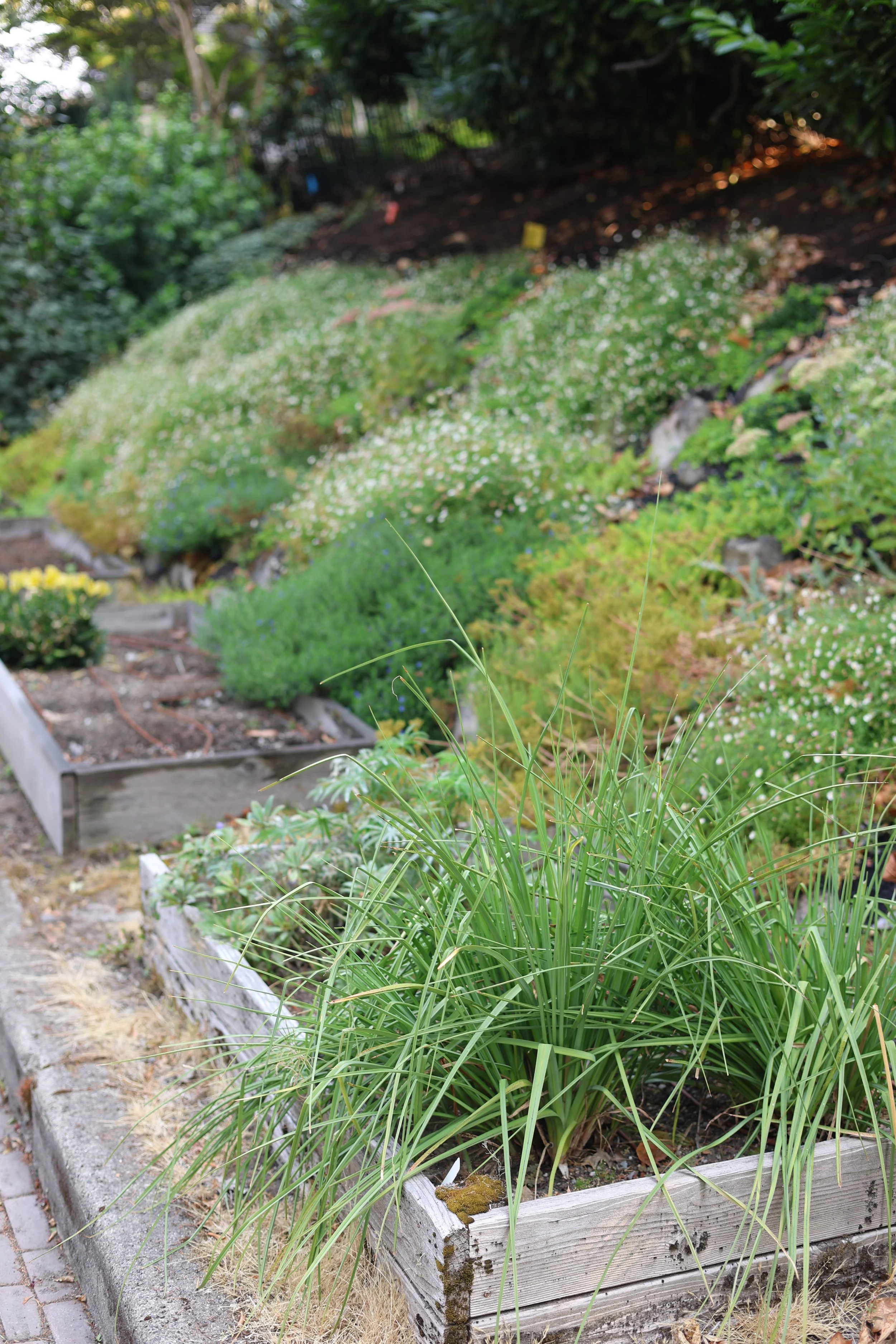 The garden beds are now being used for cut flowers and the slope is covered in a mosaic of plants along with lots of spring bulbs.