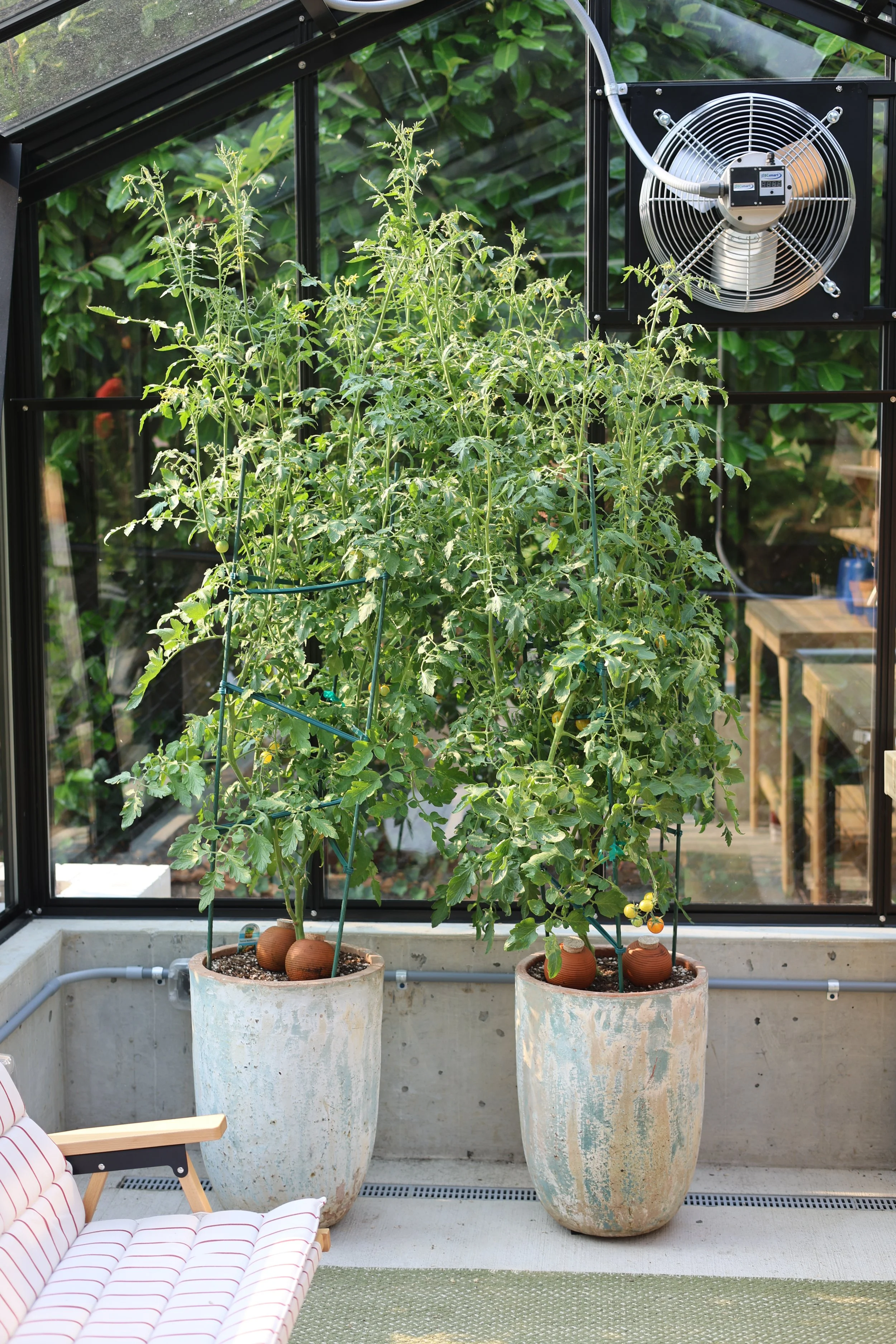 The greenhouse was put to use right away growing veg.