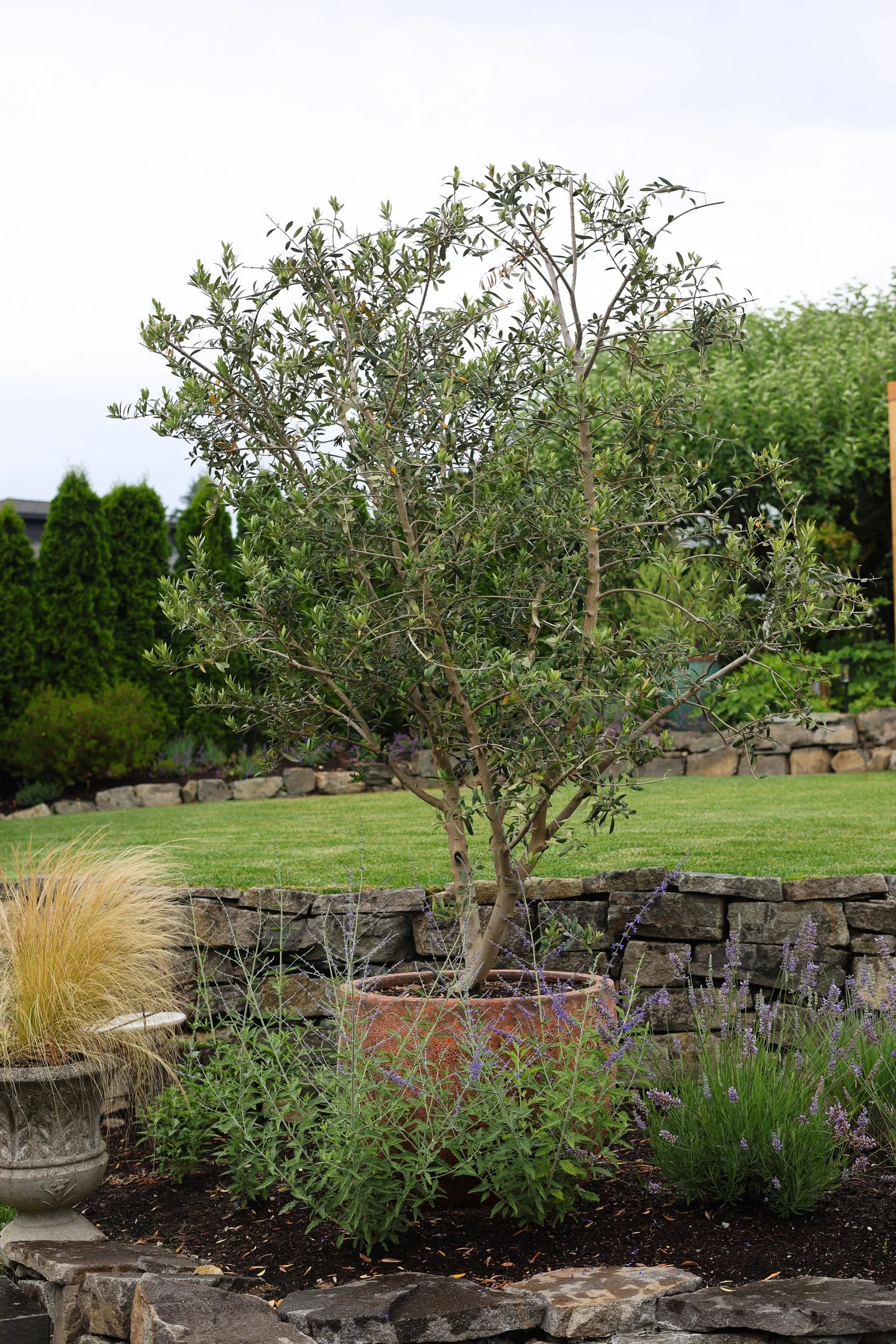 Multi-trunk olive trees provide a strong Mediterranean focal point while remaining well suited to the site's sunny, dry conditions and height restrictions.