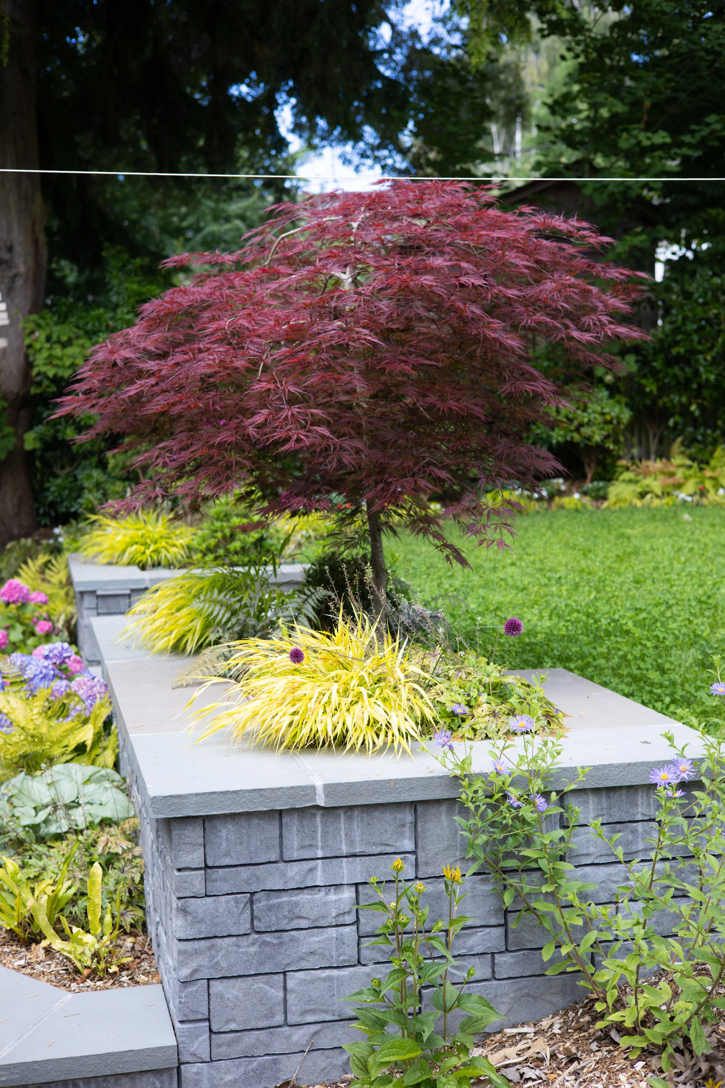 A new weeping Japanese maple brings refinement and color
